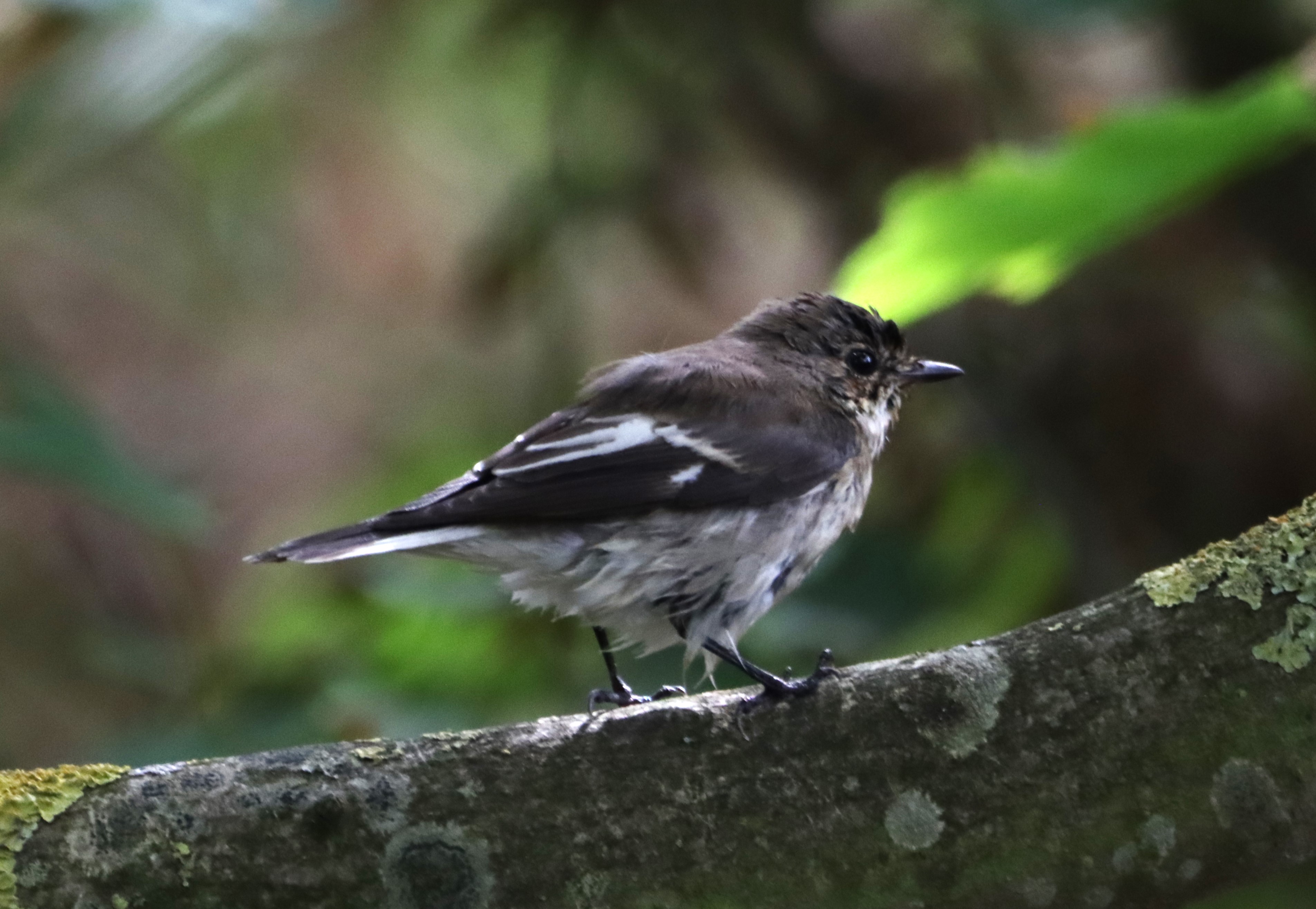 Pied Flycatcher - 28-08-2024