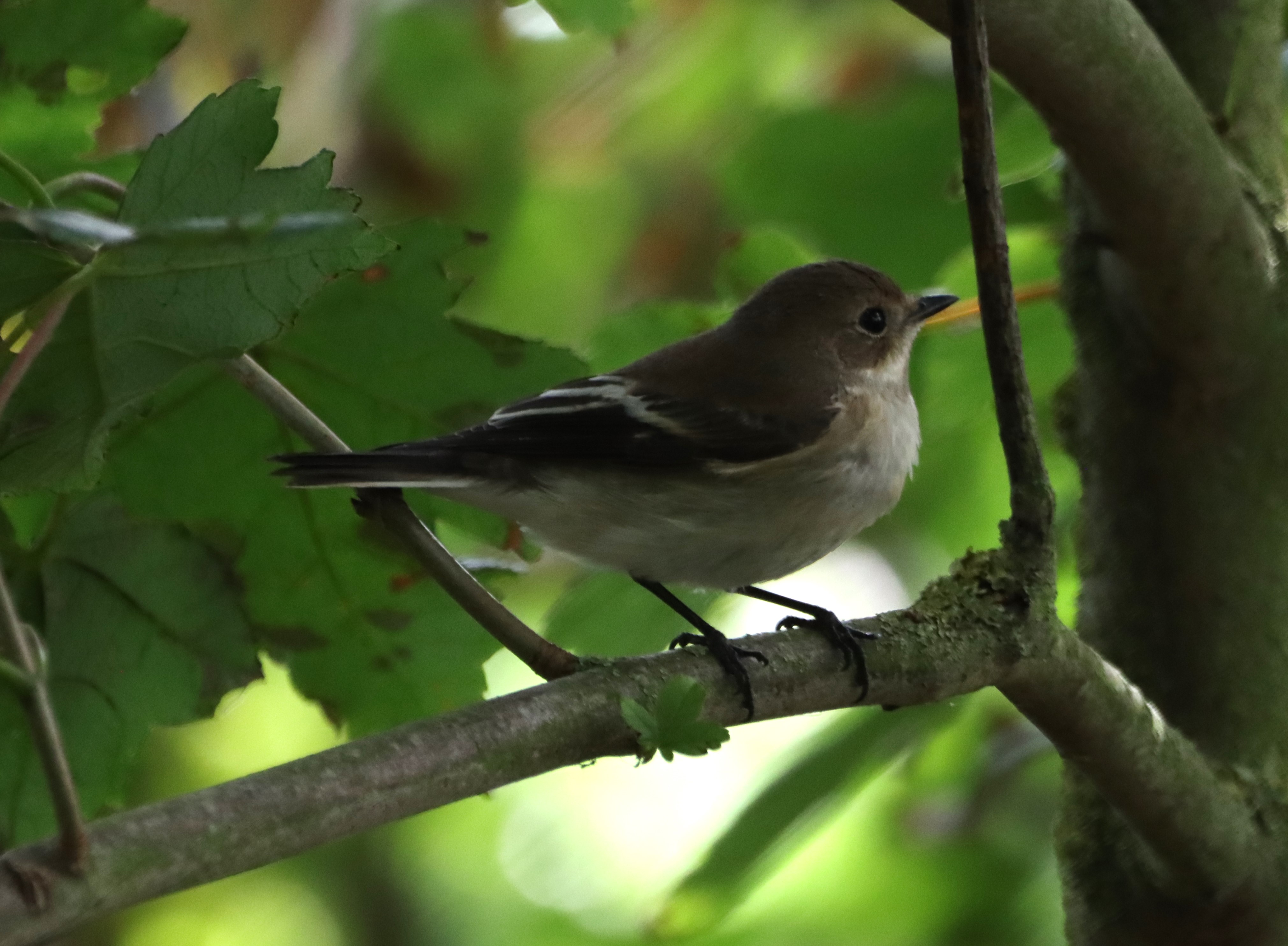 Pied Flycatcher - 28-08-2024