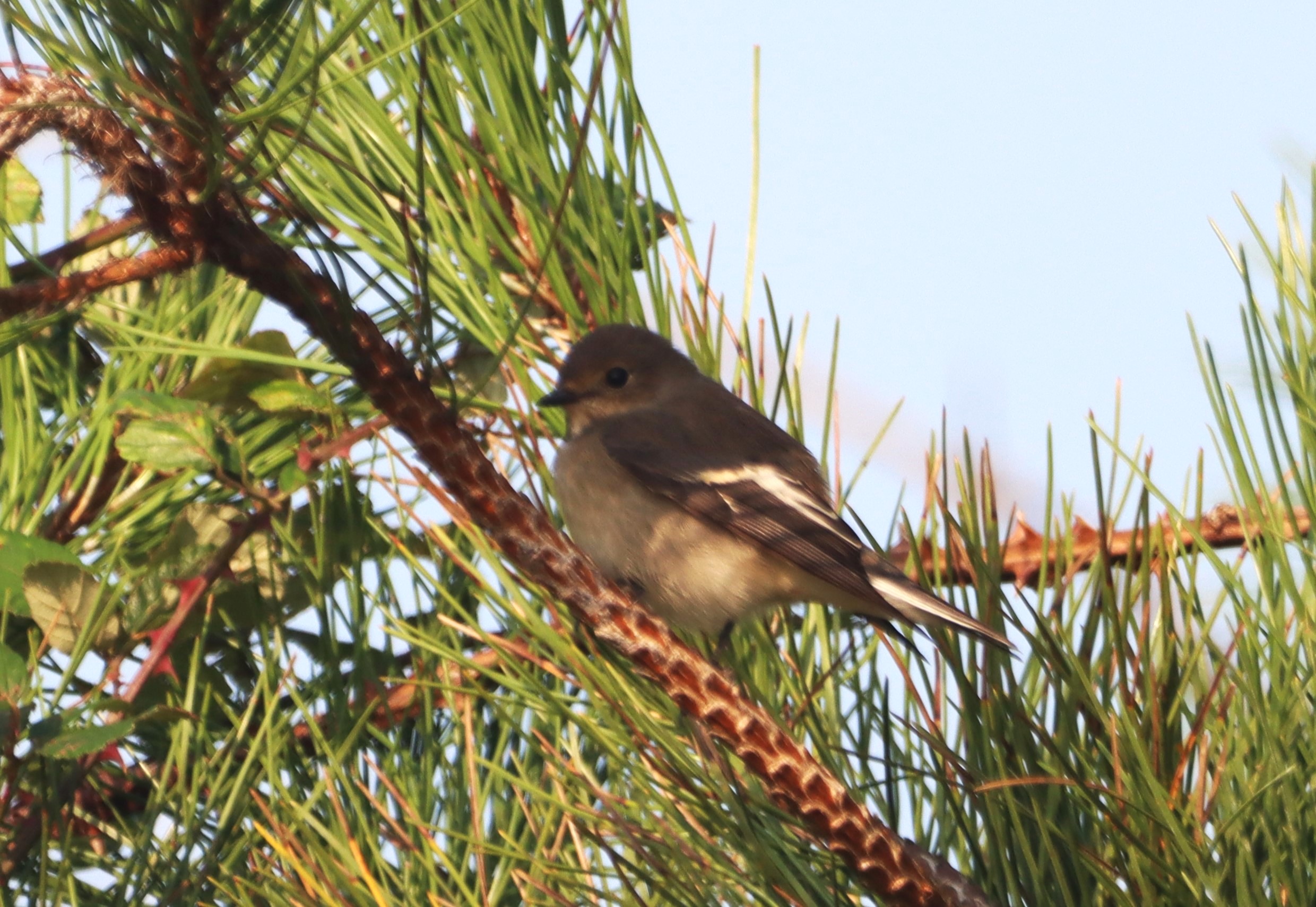 Pied Flycatcher - 06-09-2024