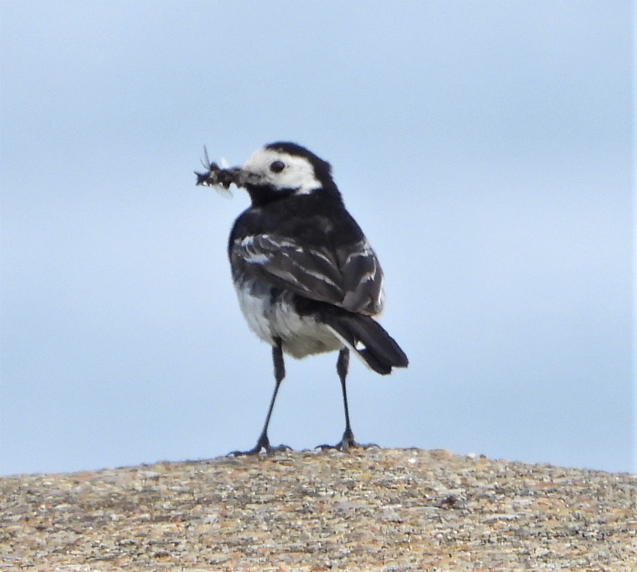 Pied Wagtail - 12-07-2021