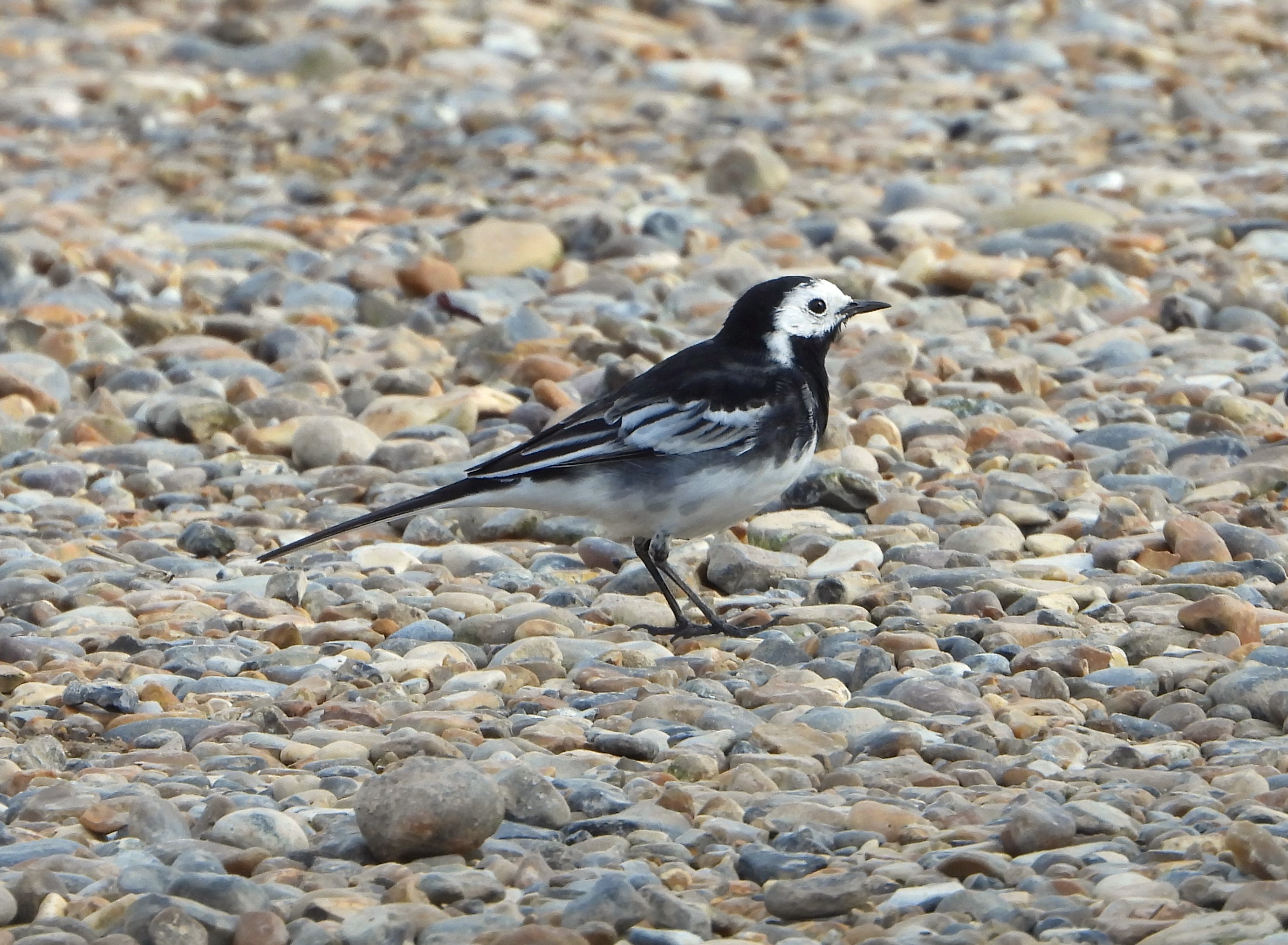 Pied Wagtail - 04-03-2024