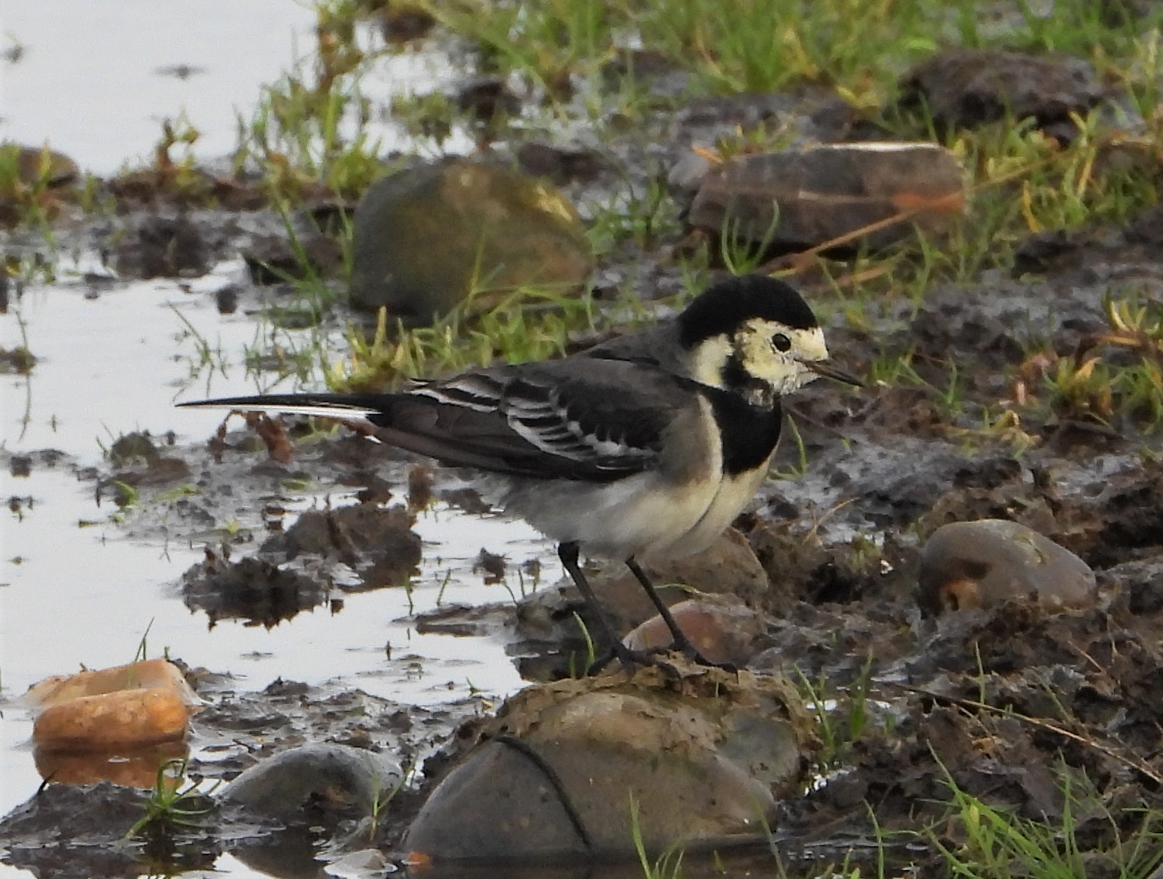 Pied Wagtail - 08-11-2022