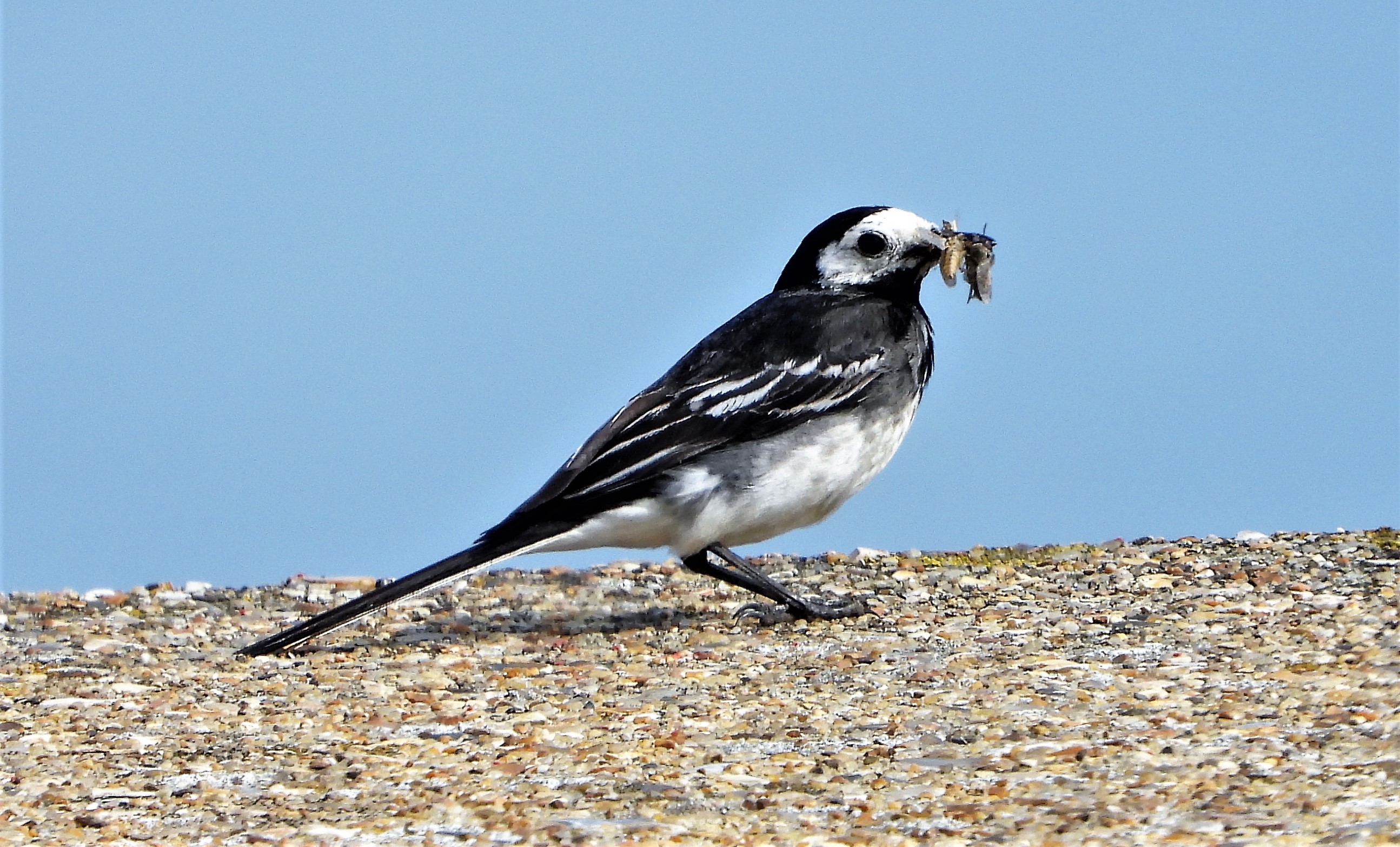 Pied Wagtail - 09-07-2021