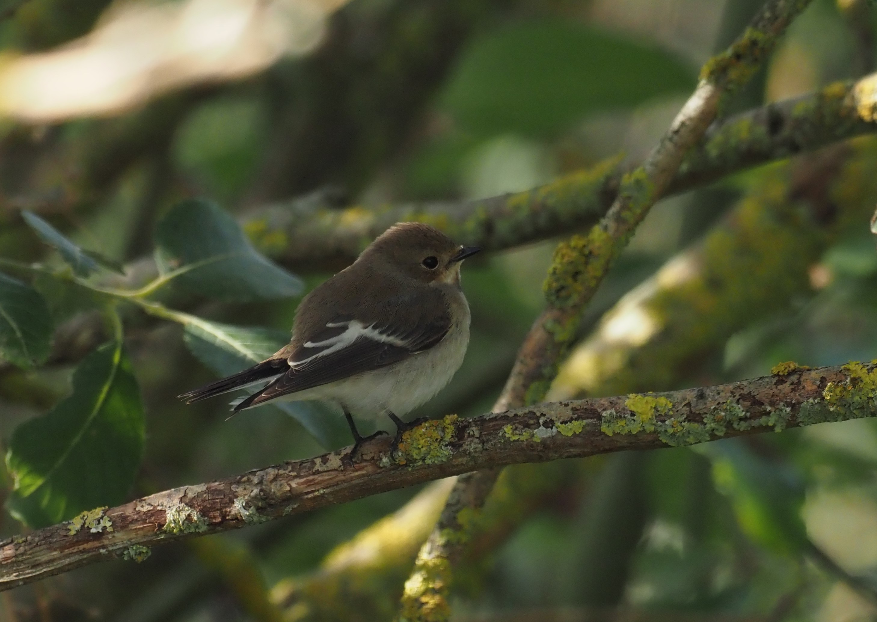 Pied Flycatcher - 01-09-2024