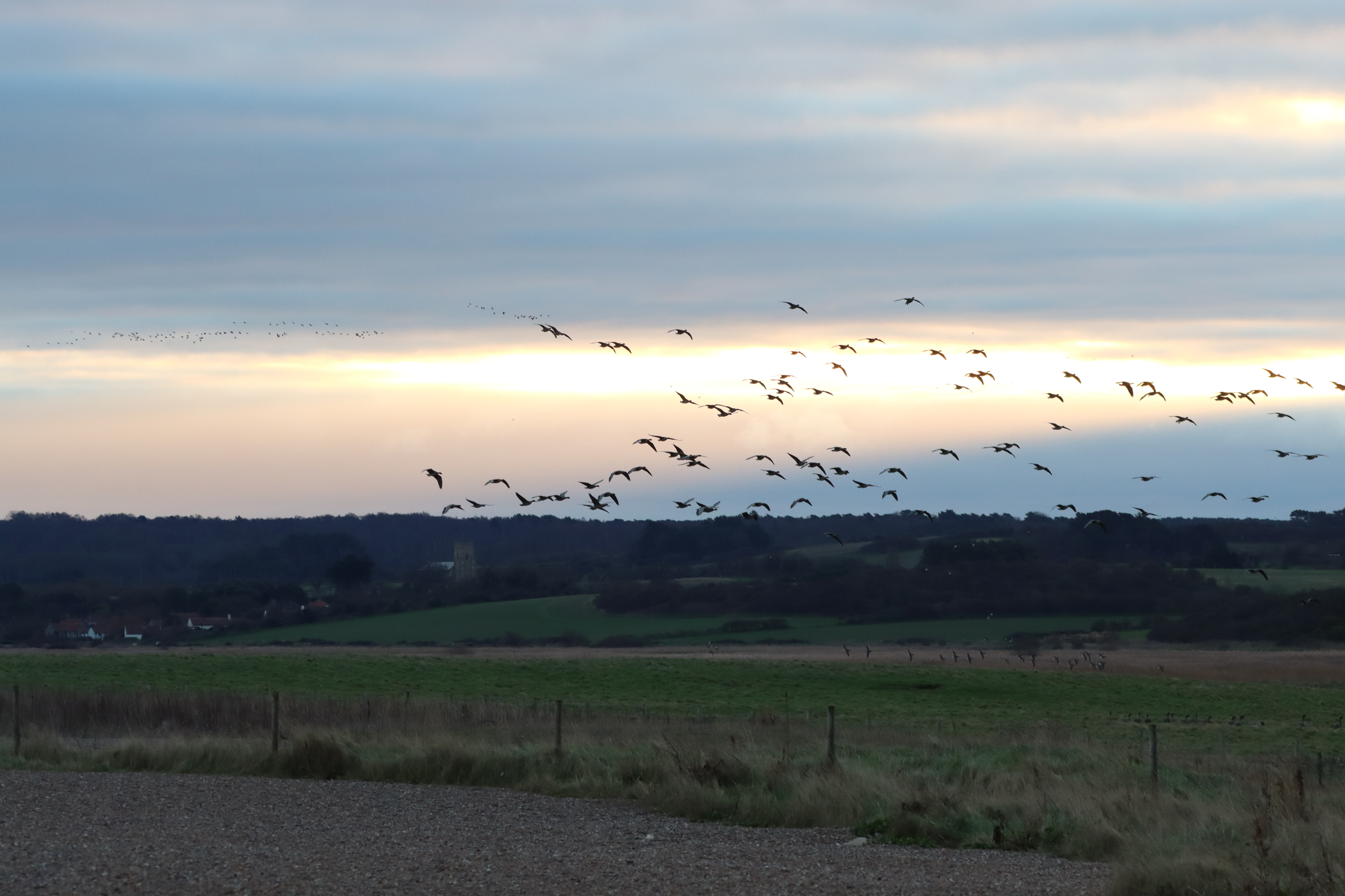 Pink-footed Goose - 17-12-2024