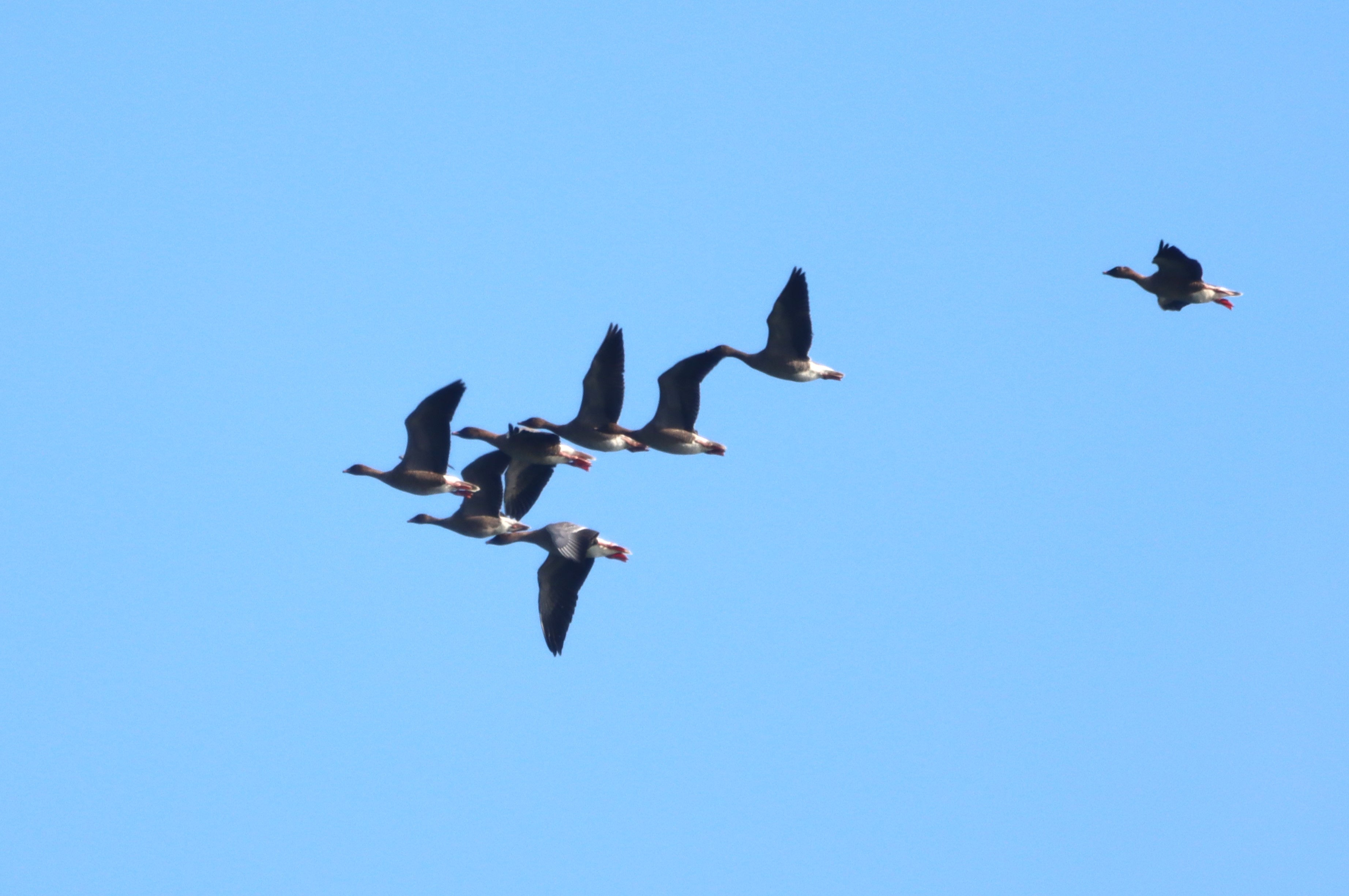 Pink-footed Goose - 18-09-2023