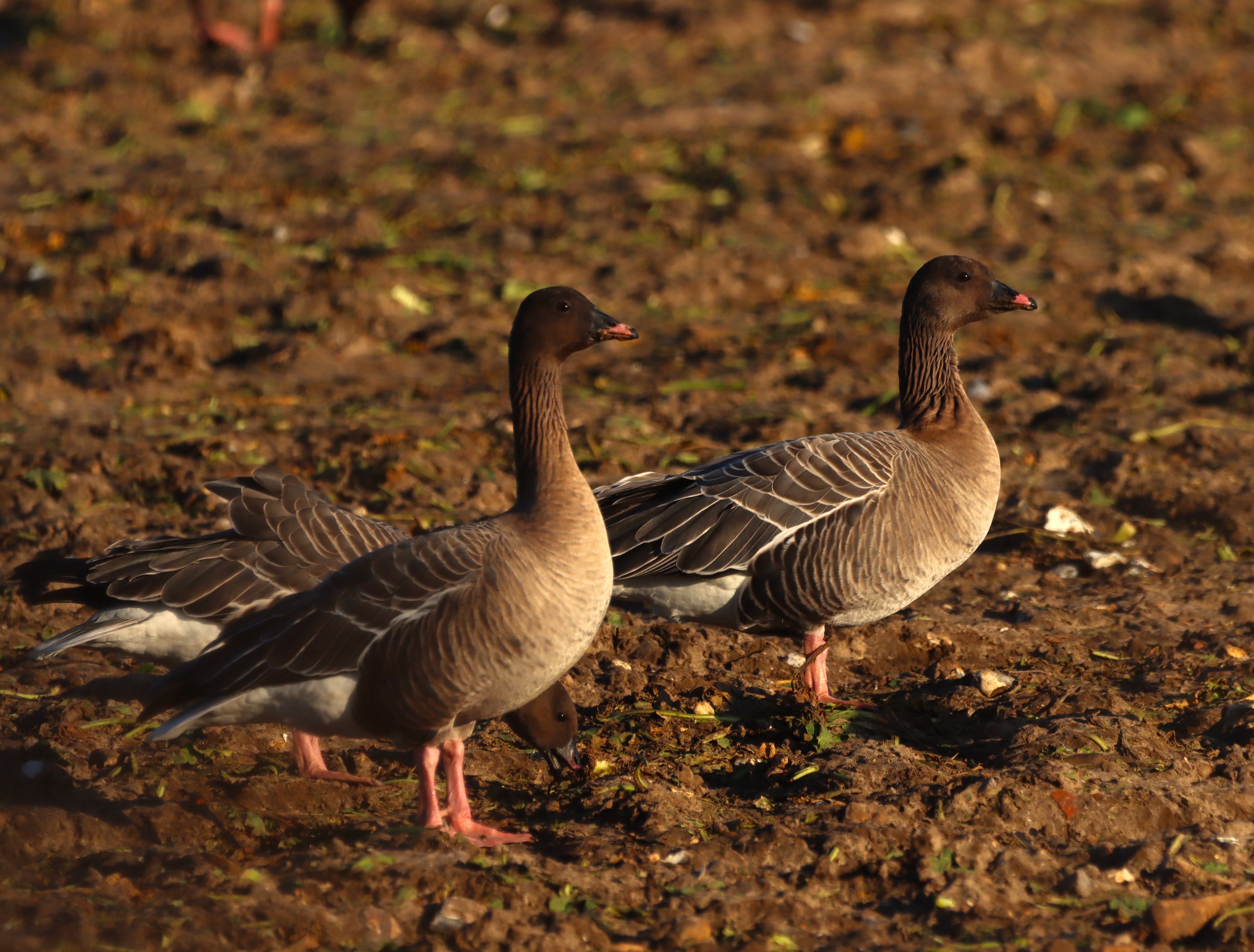 Pink-footed Goose - 26-12-2025