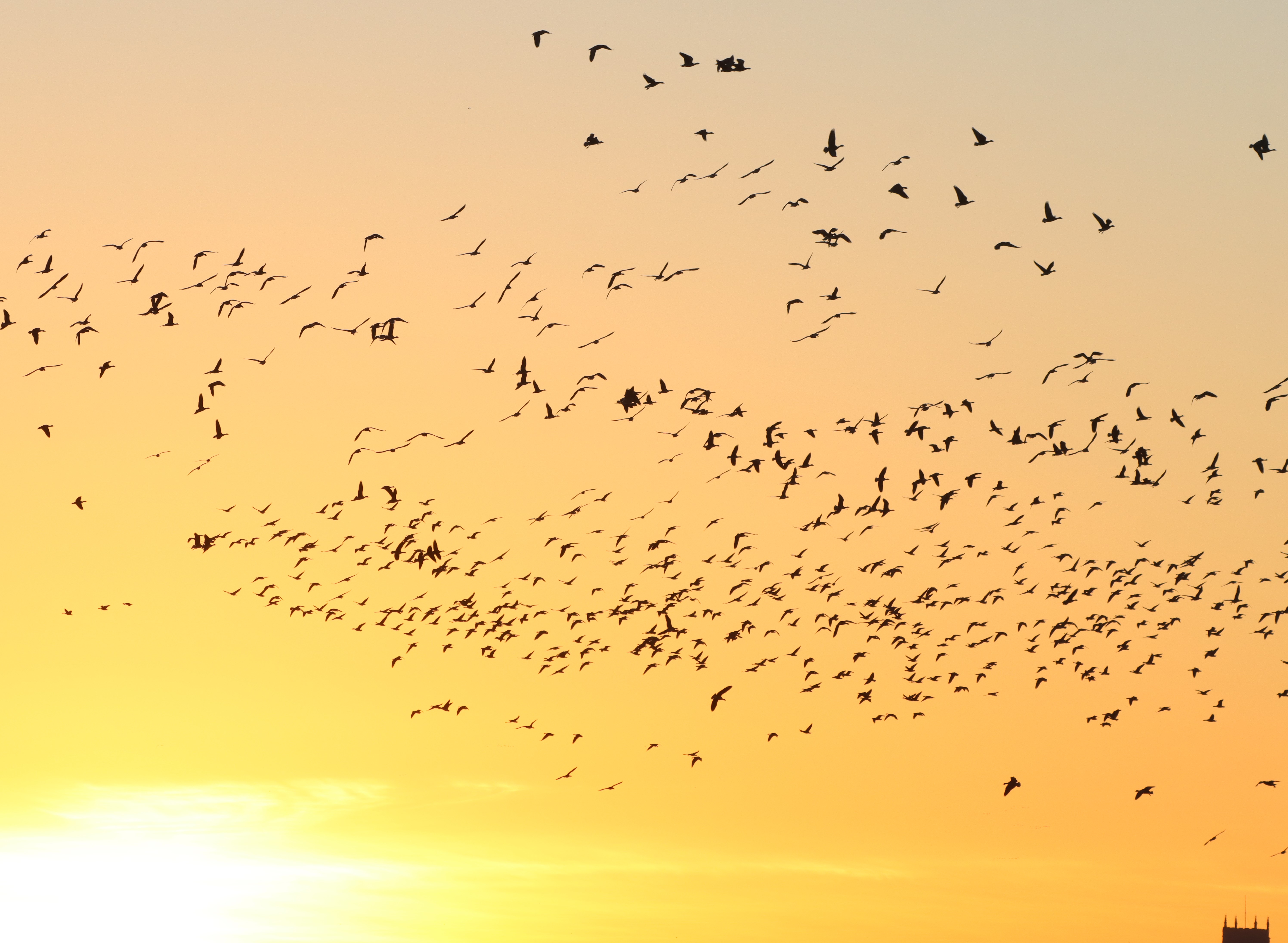 Pink-footed Goose - 03-12-2025