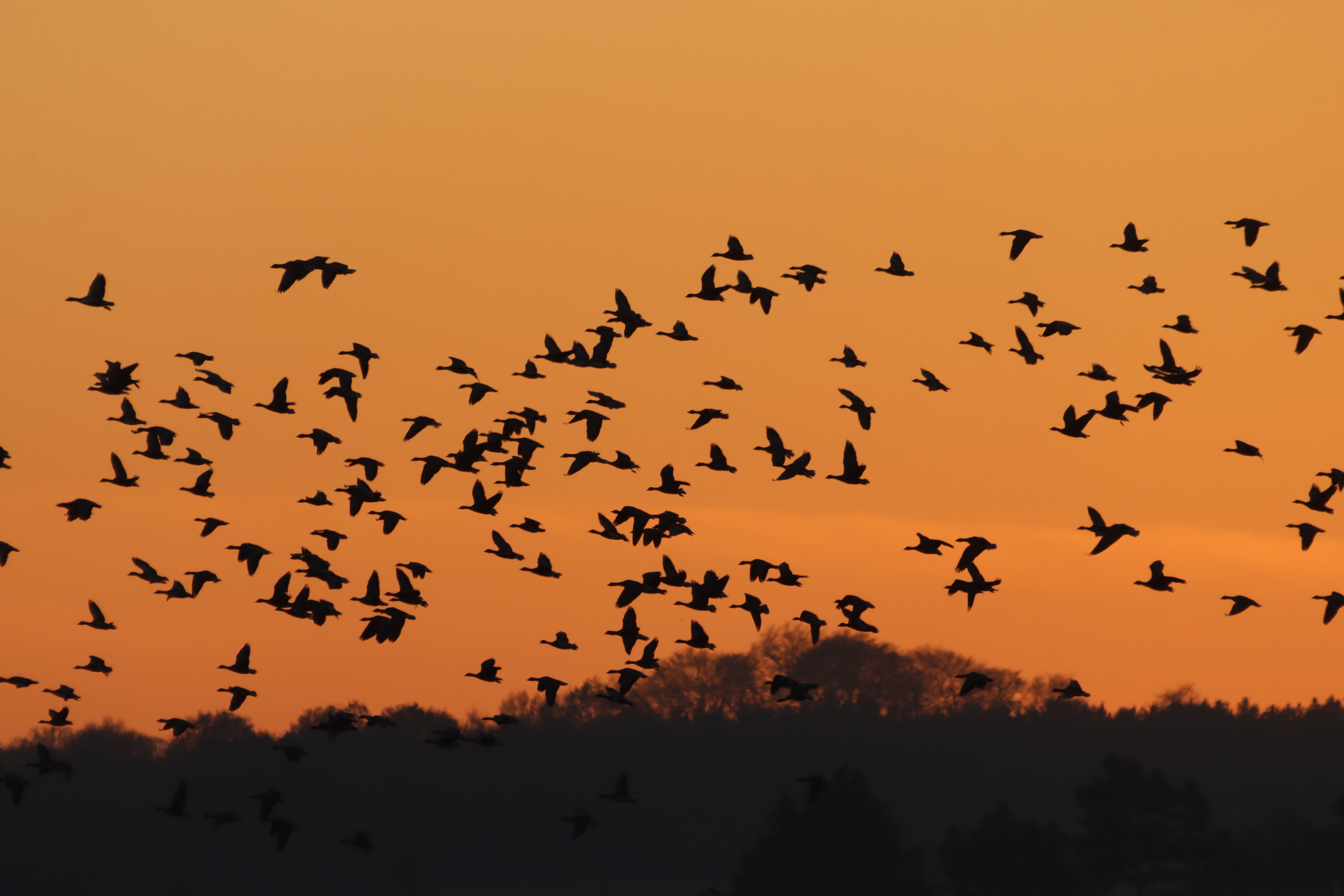 Pink-footed Goose - 03-12-2025