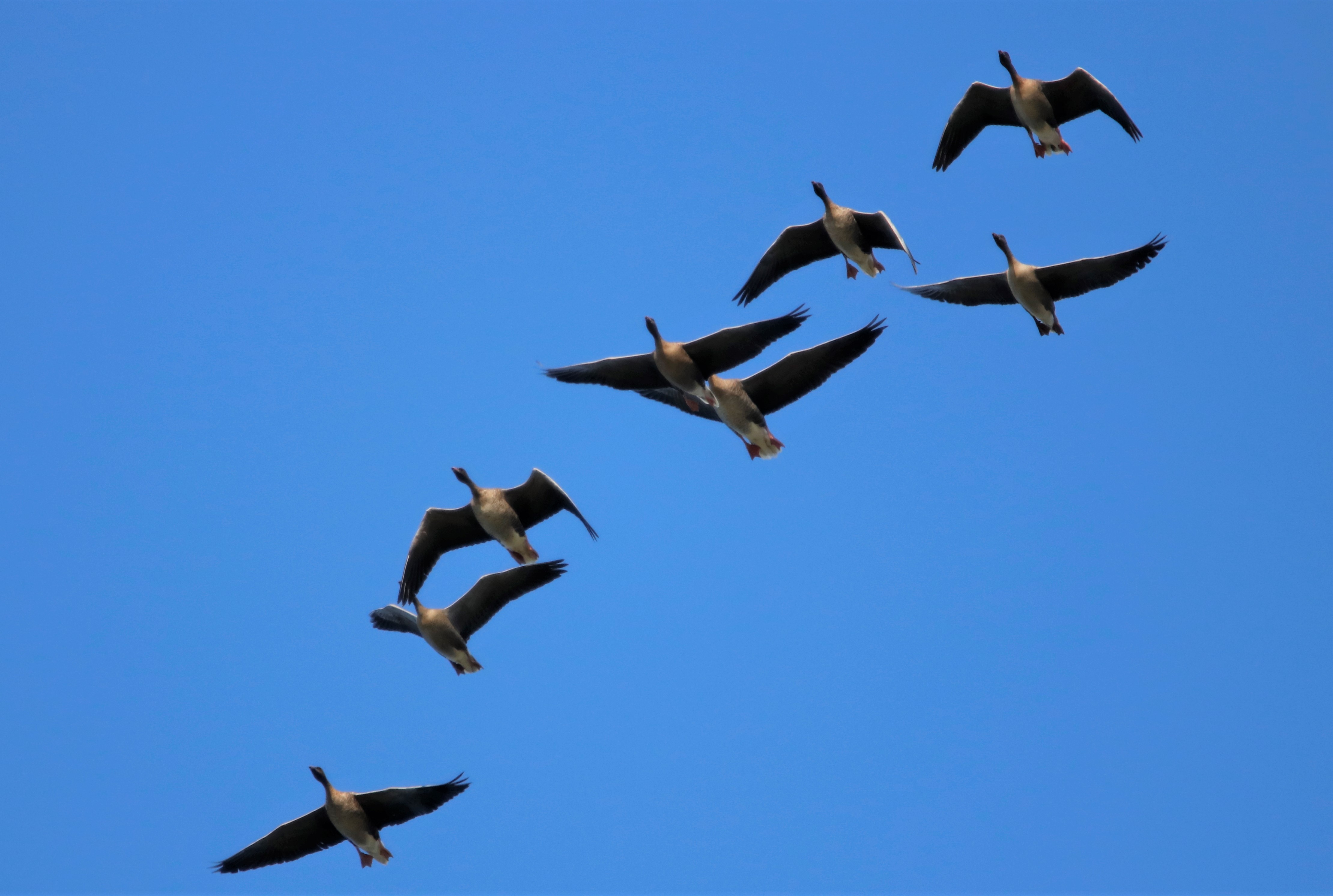 Pink-footed Goose - 23-09-2021