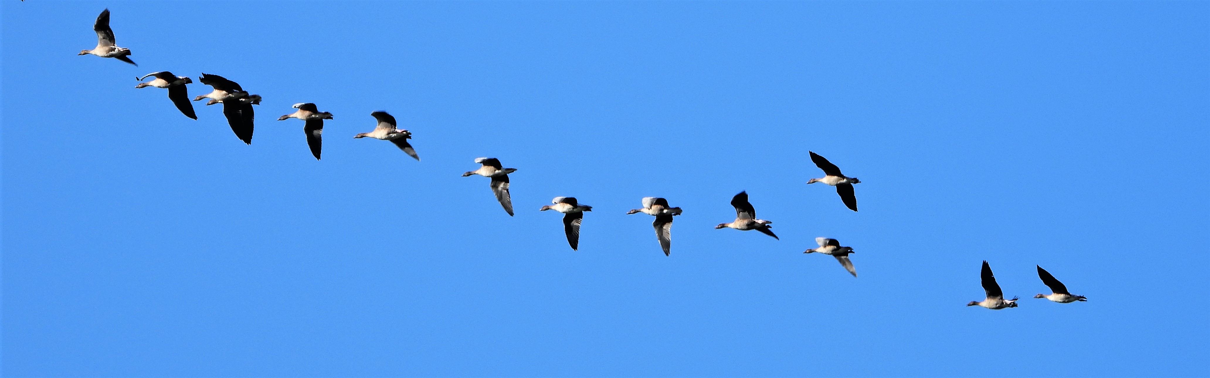 Pink-footed Goose - 24-09-2021