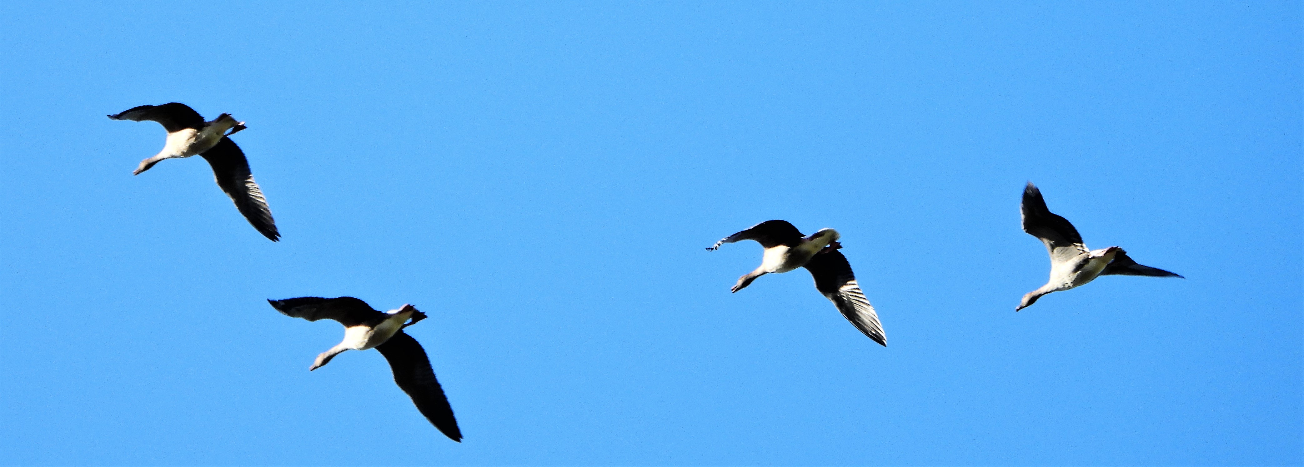 Pink-footed Goose - 24-09-2021