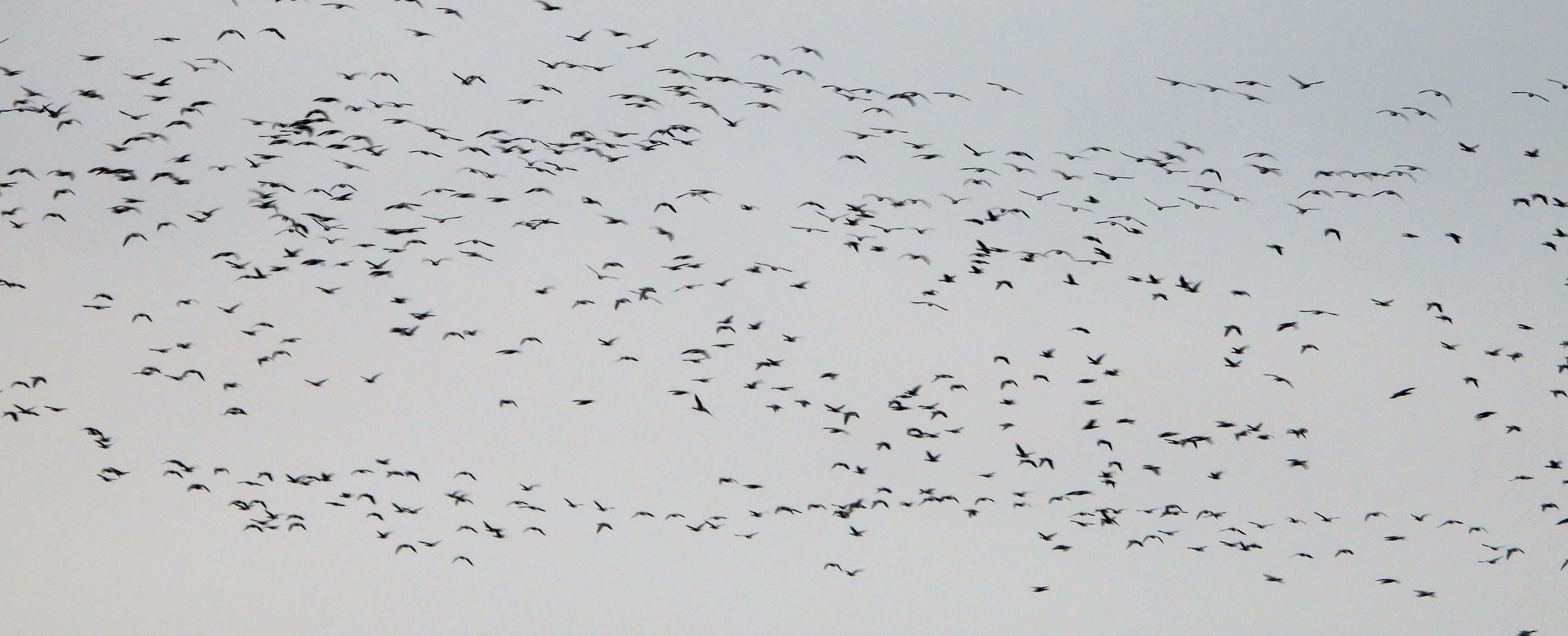 Pink-footed Goose - 23-01-2022