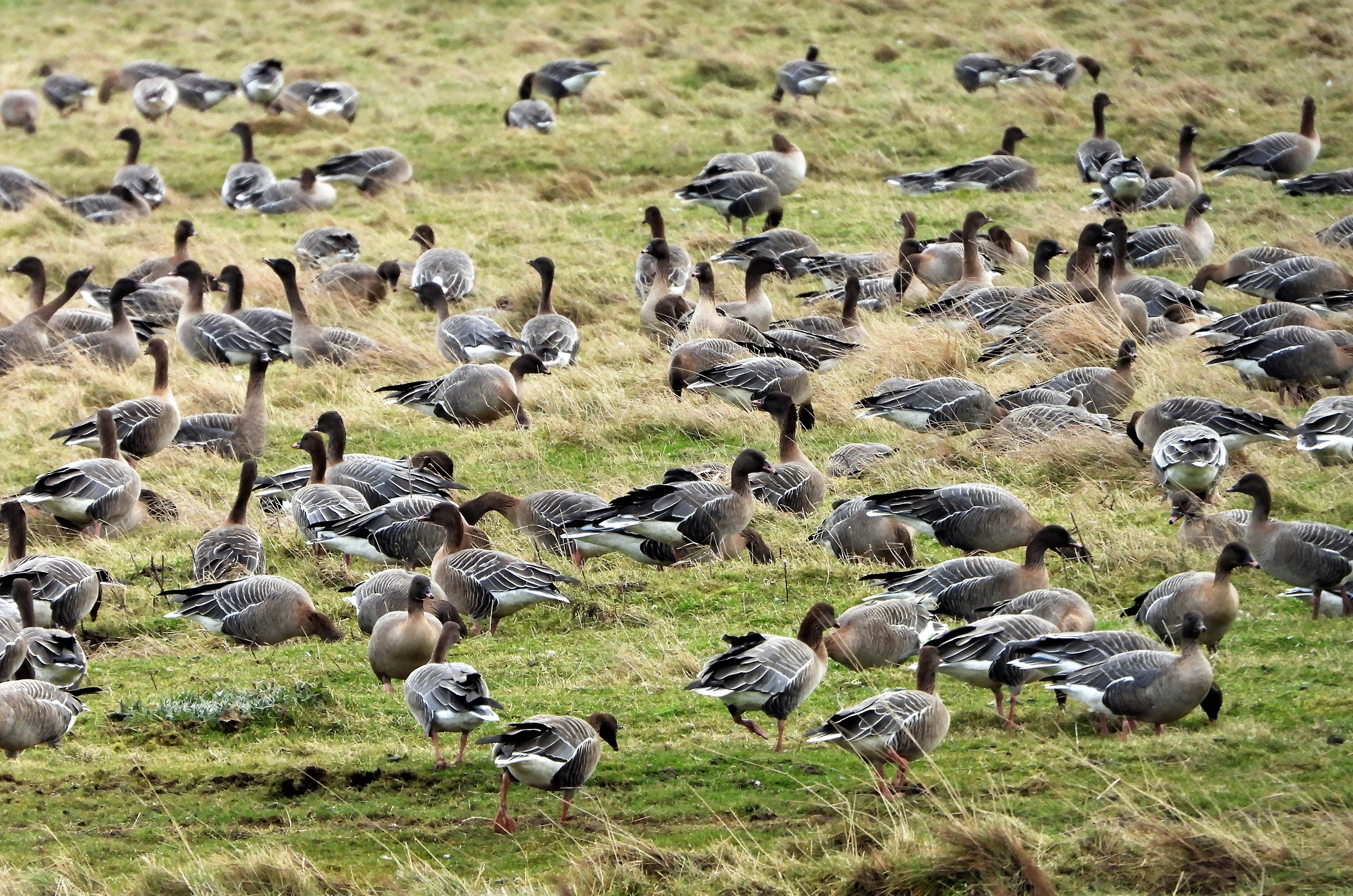 Pink-footed Goose - 02-02-2022