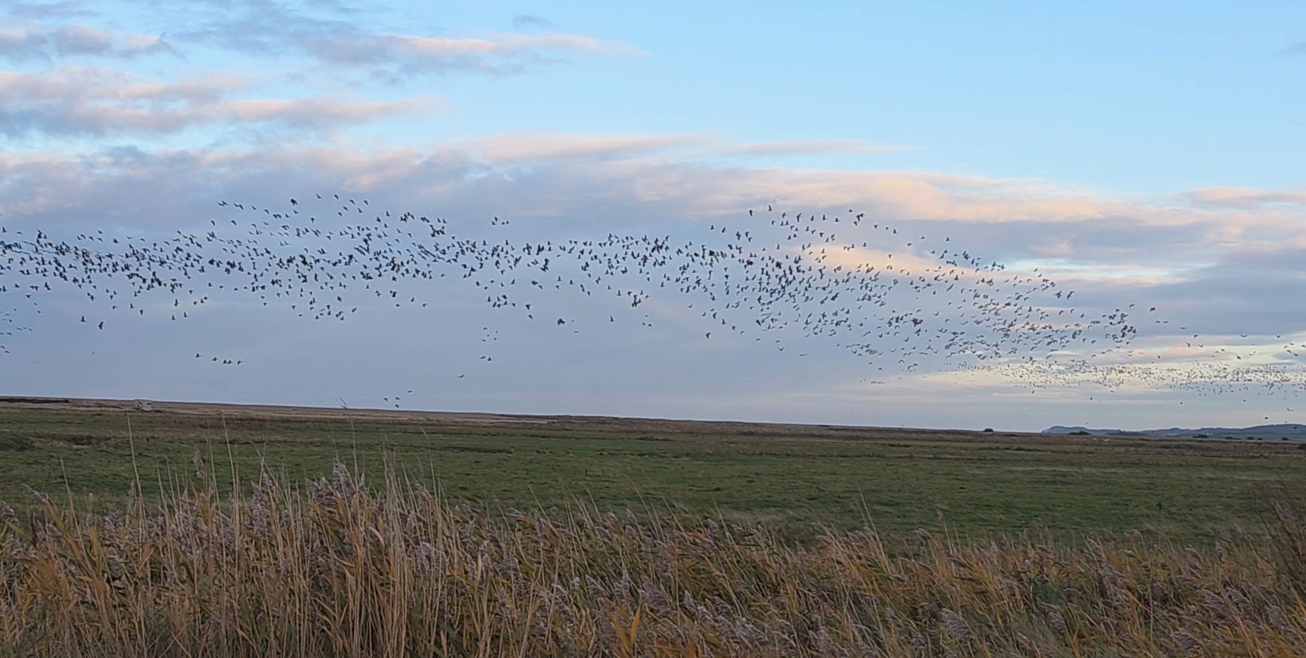 Pink-footed Goose - 28-10-2026