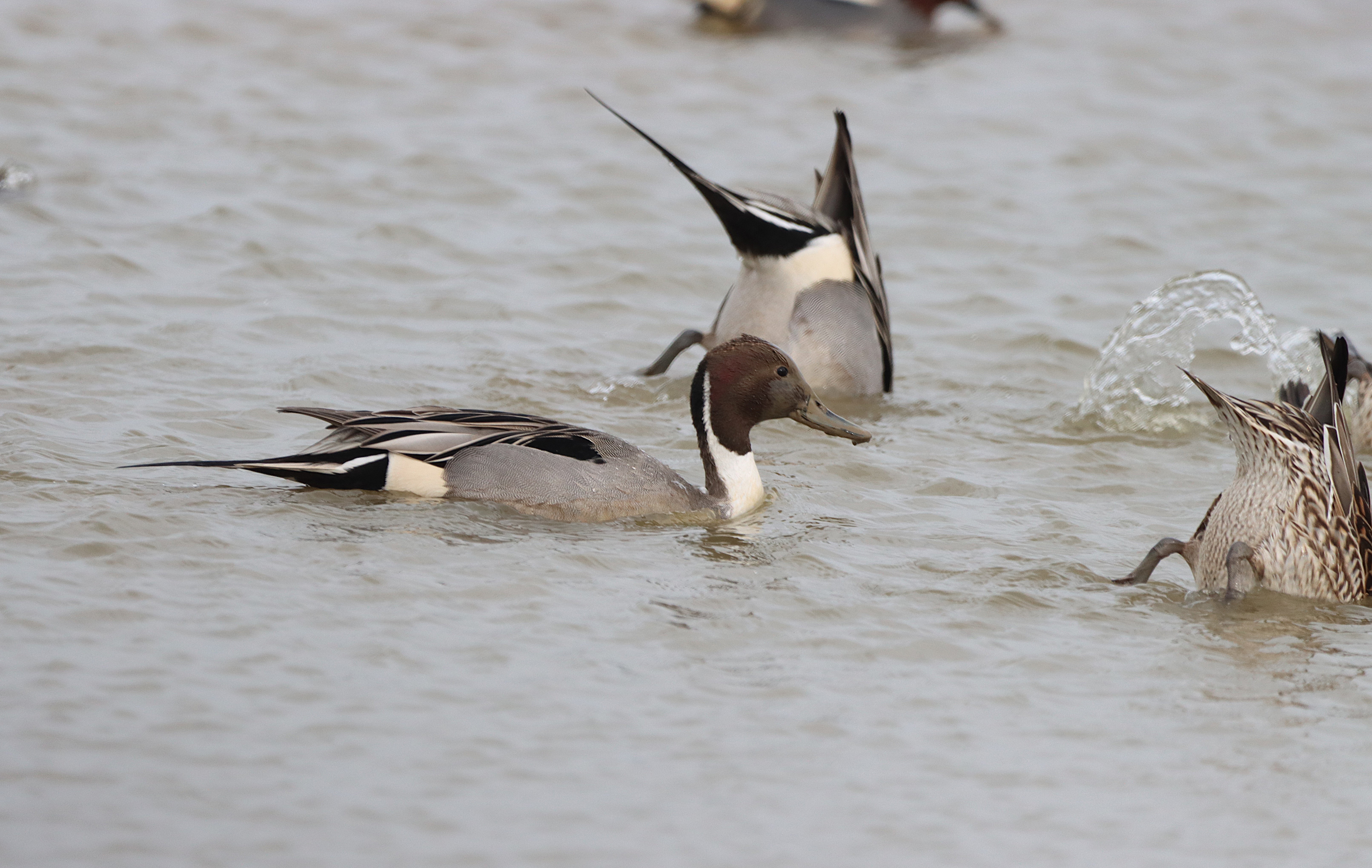 Pintail - 19-02-2025