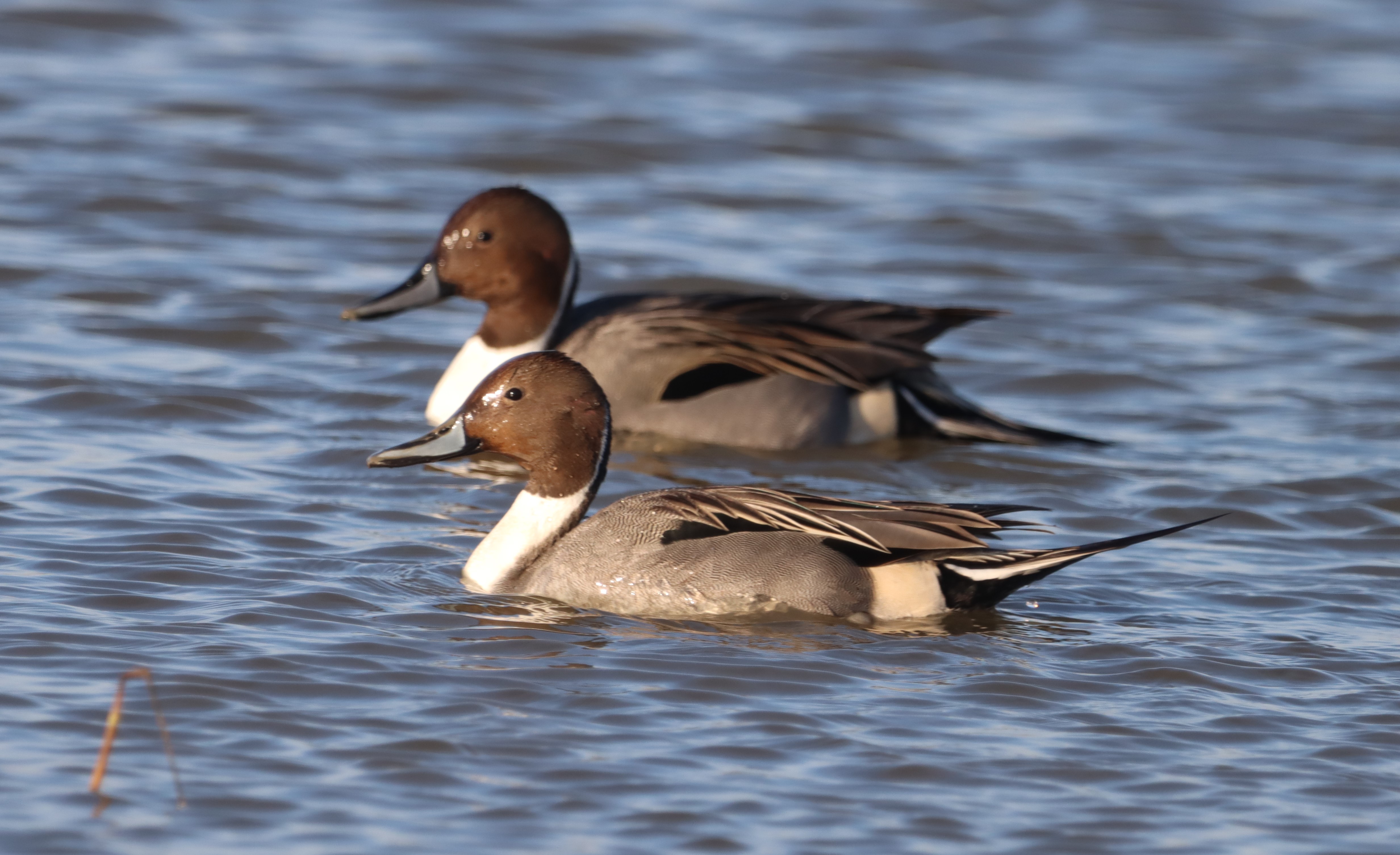 Pintail - 08-02-2023