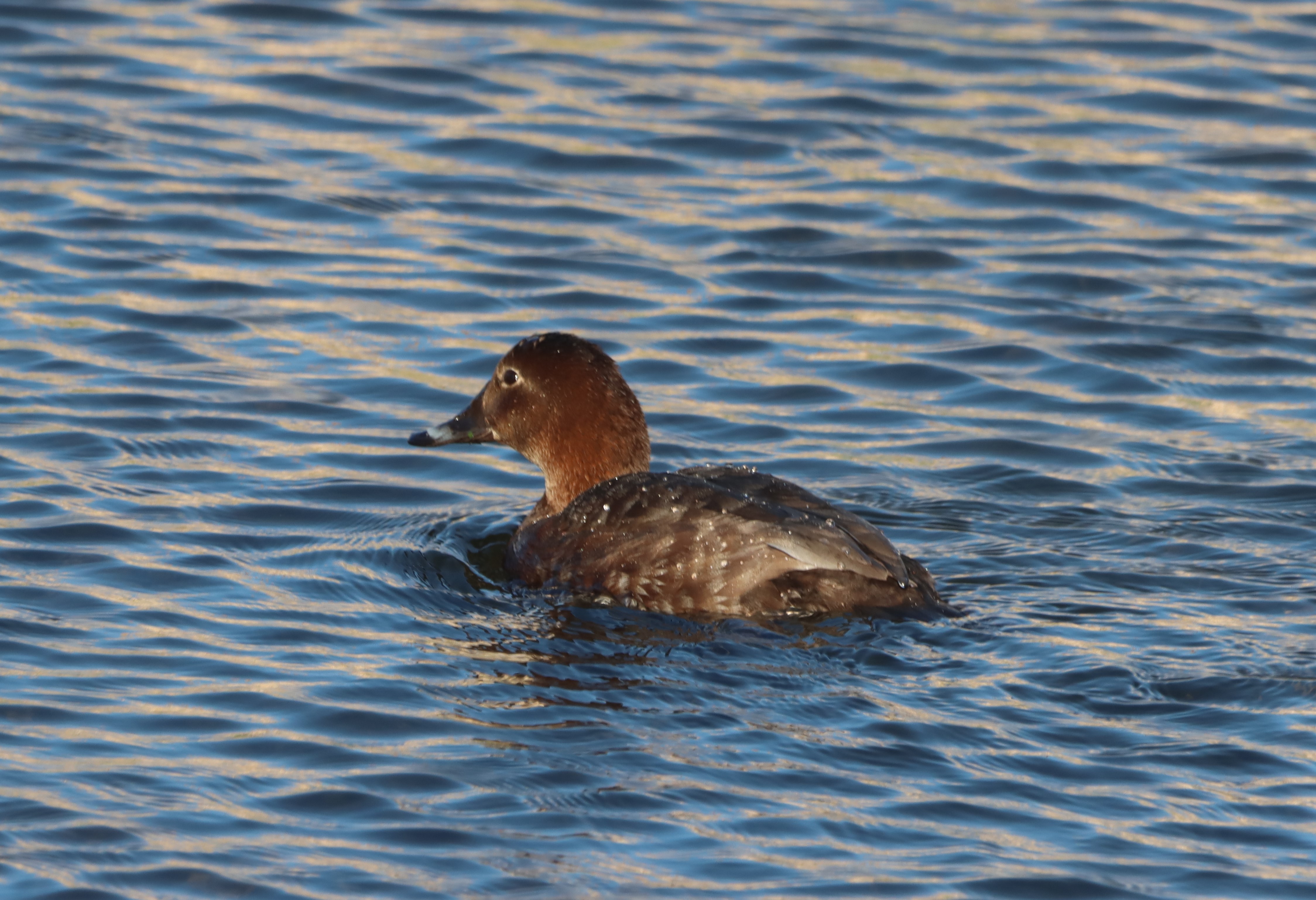 Pochard - 07-04-2026