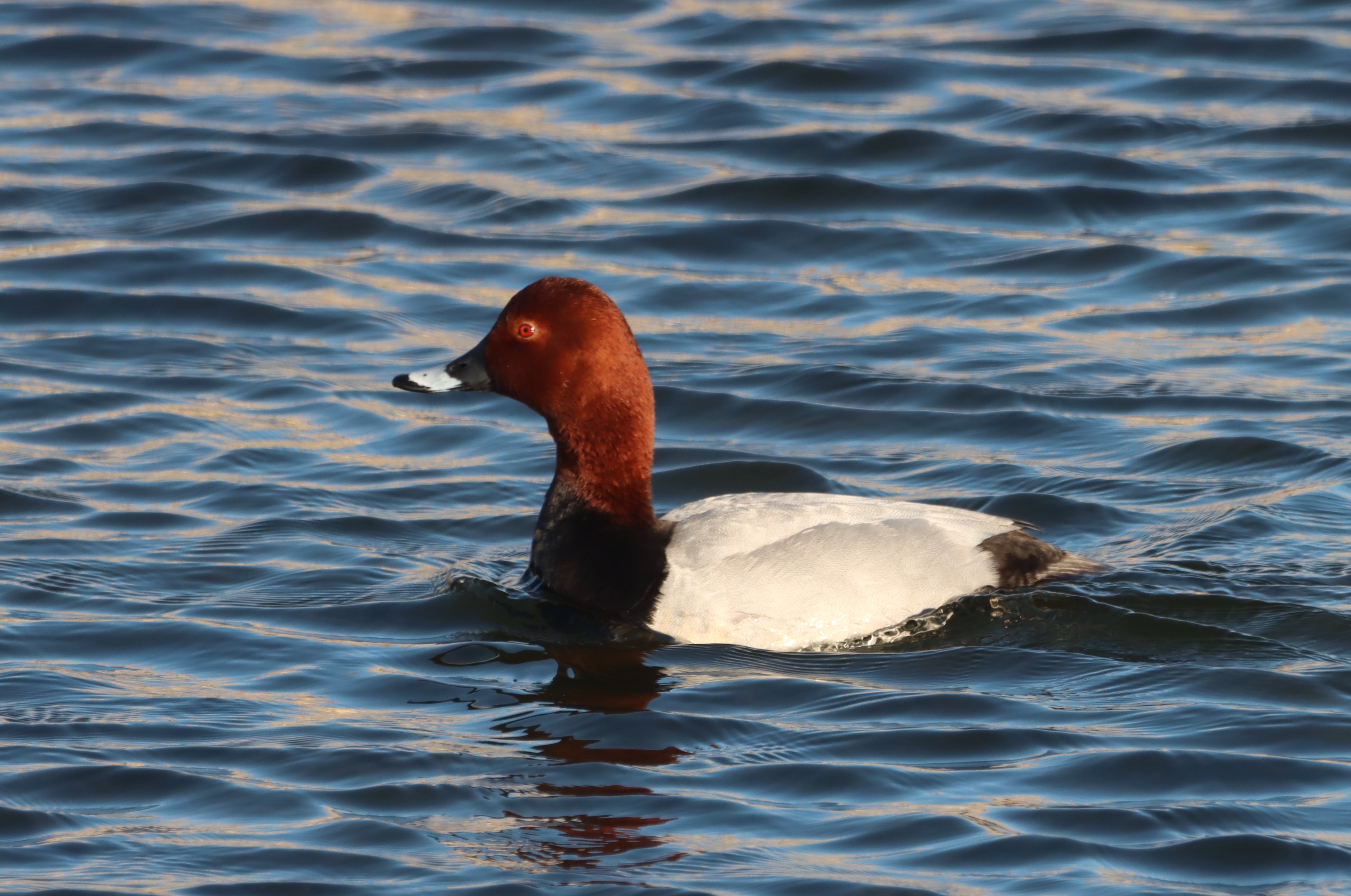 Pochard - 07-04-2026