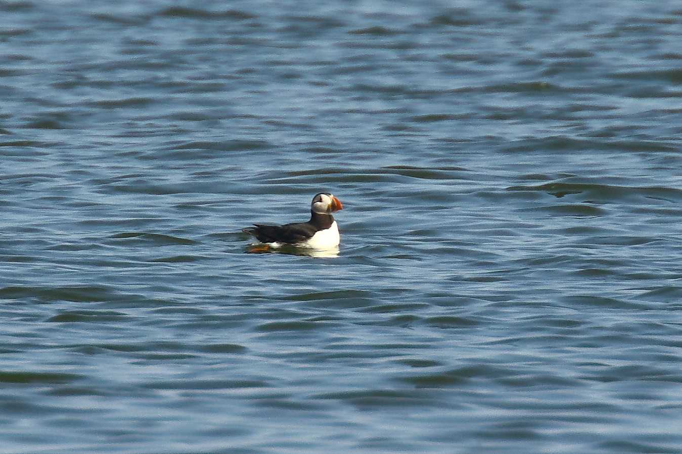 Puffin - 08-06-2021