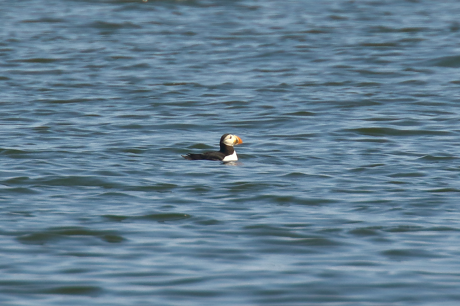 Puffin - 08-06-2021