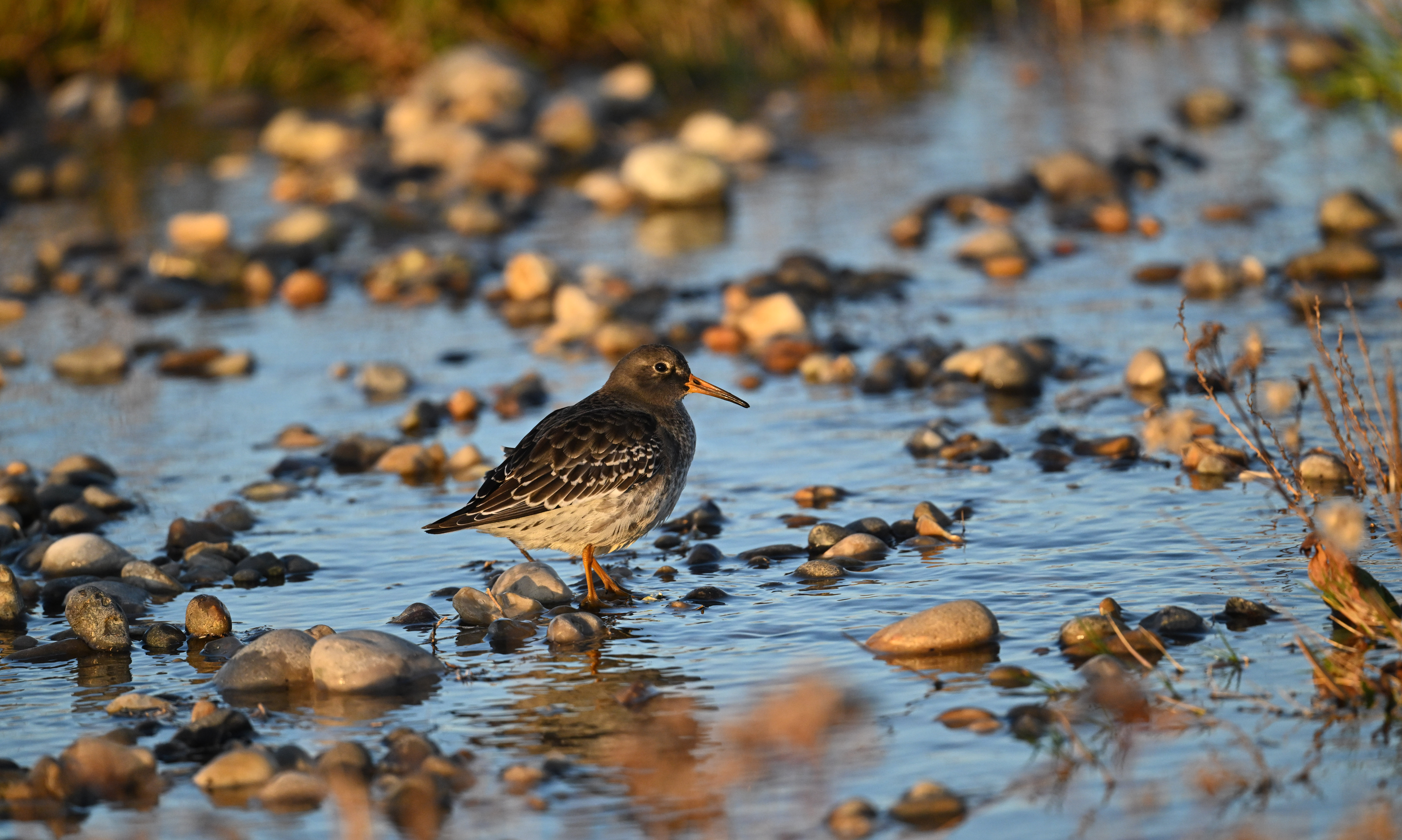 Purple Sandpiper - 17-11-2024