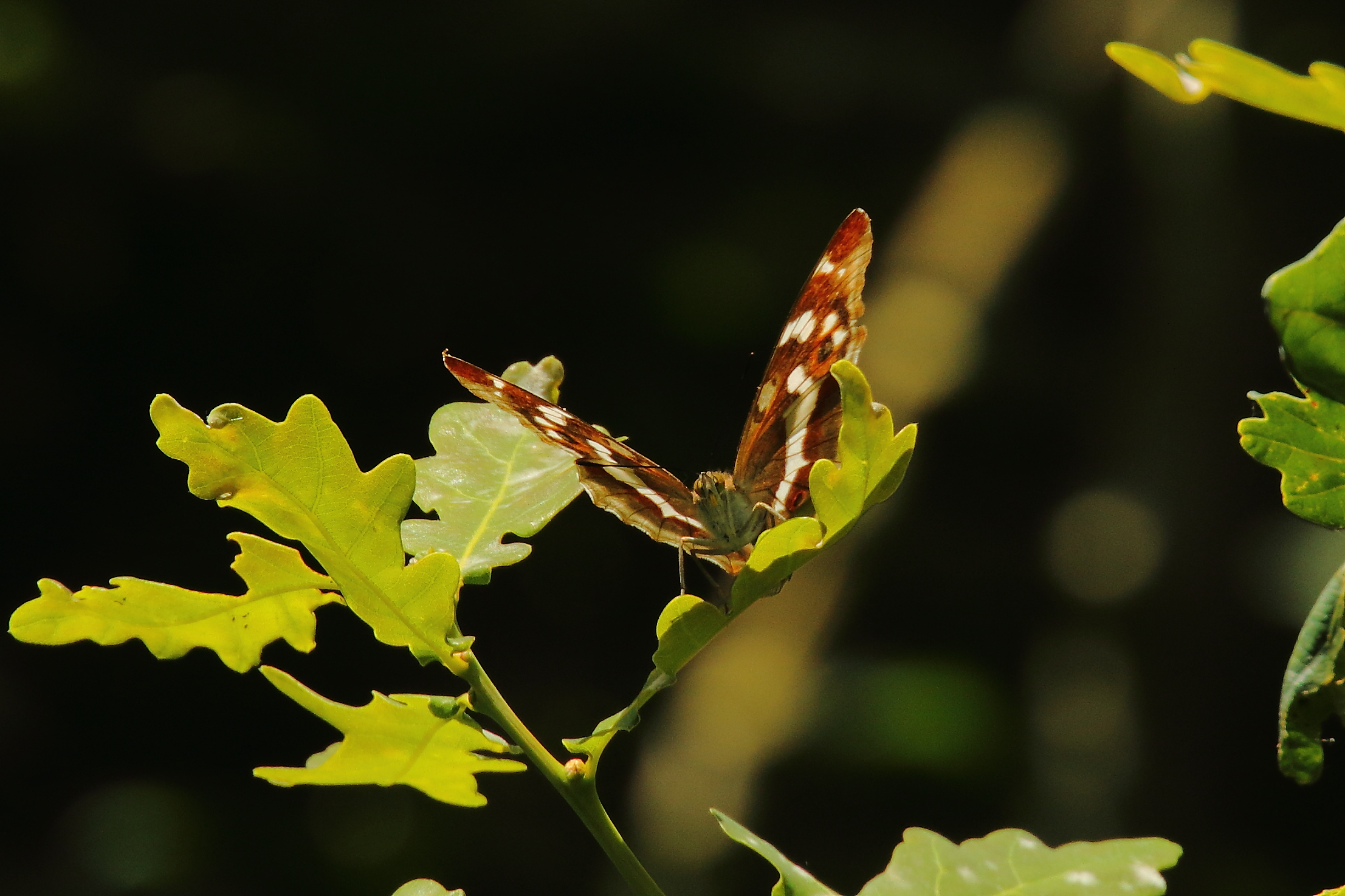 Purple Emperor - 17-08-2021