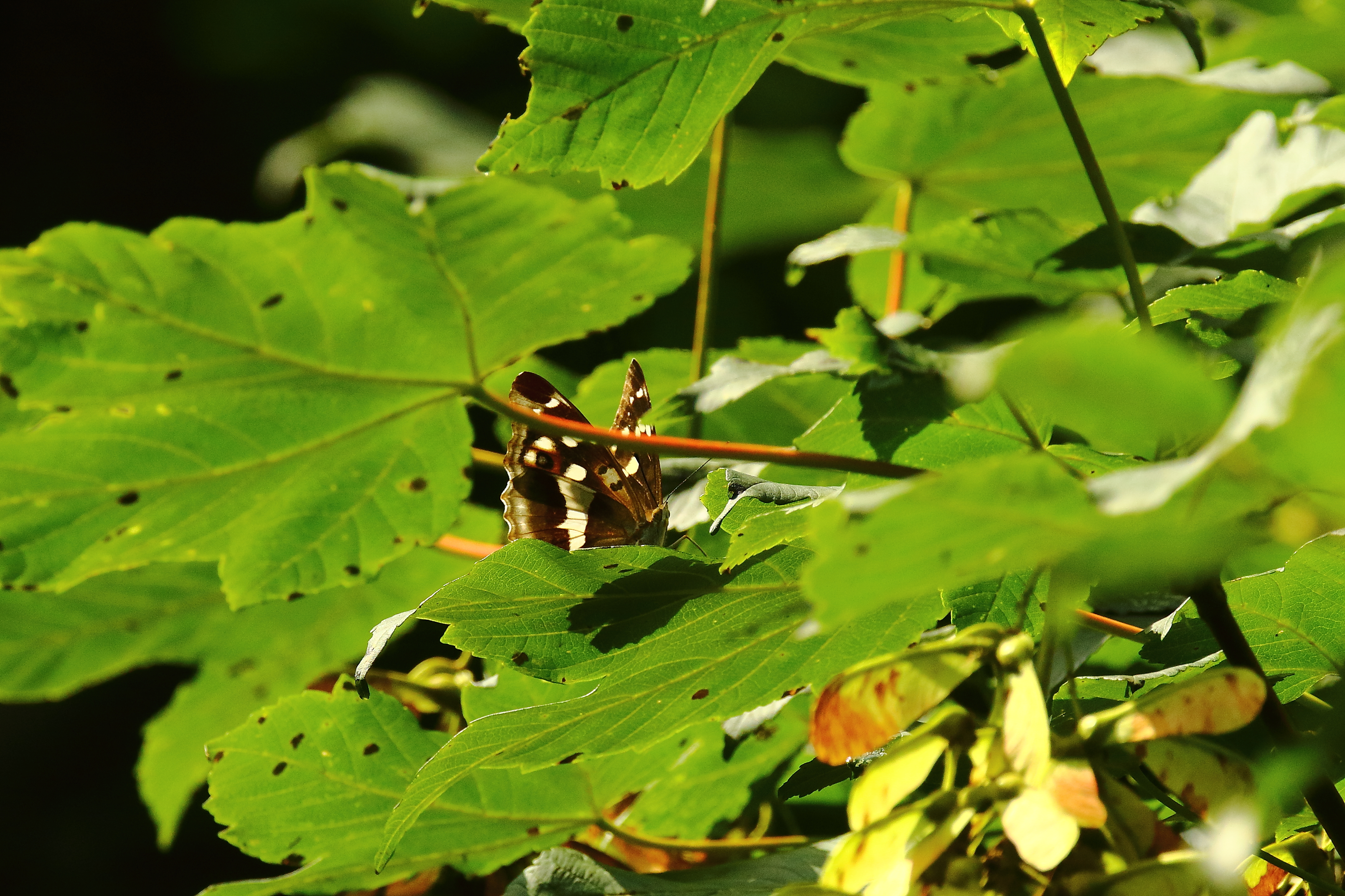 Purple Emperor - 17-08-2021