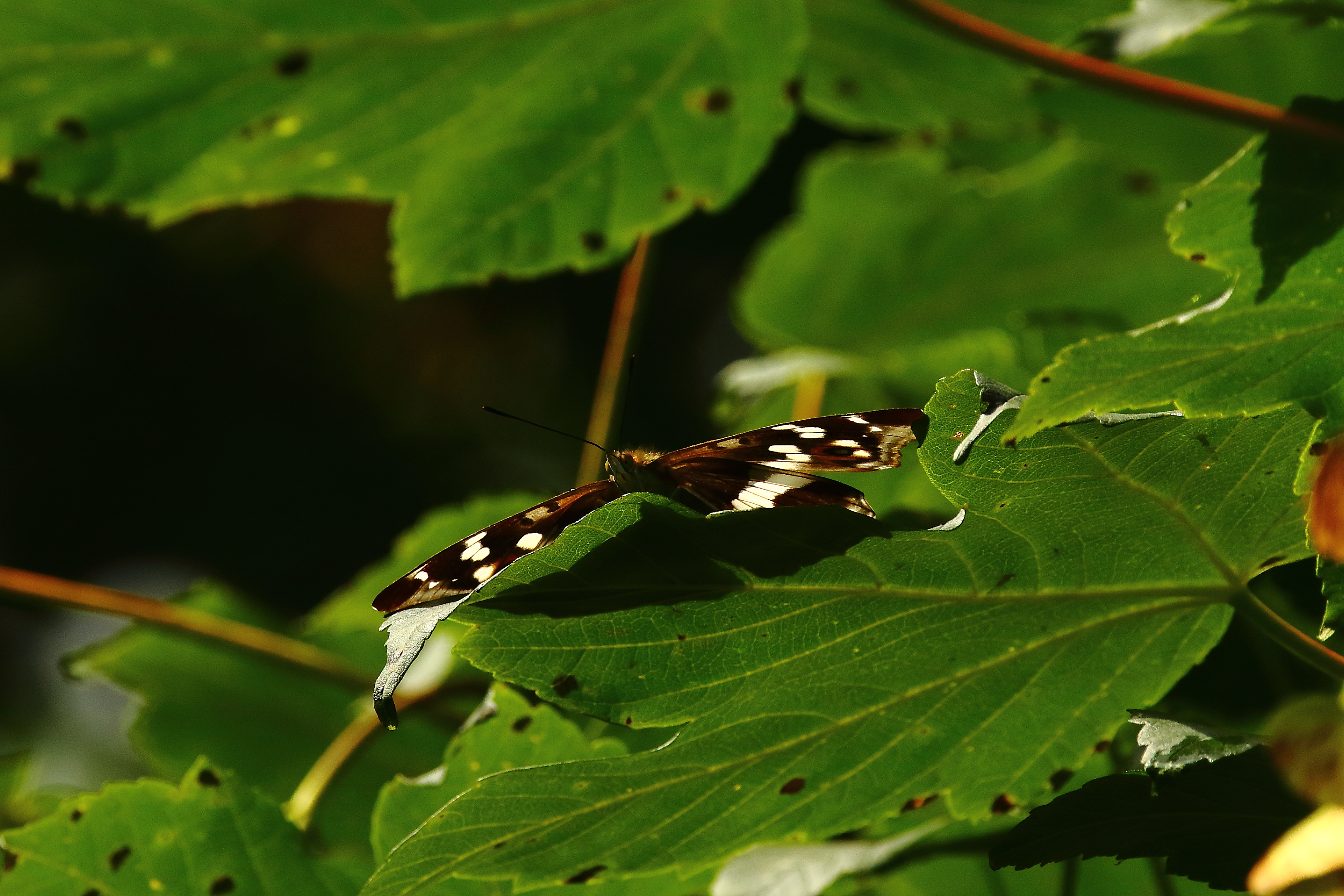 Purple Emperor - 17-08-2021