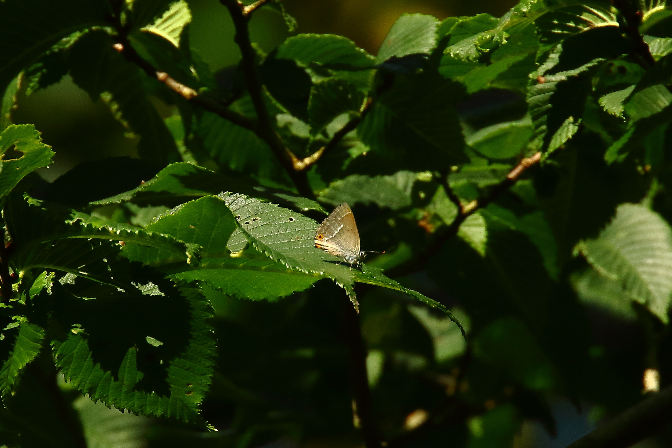 Purple Hairstreak - 17-08-2021