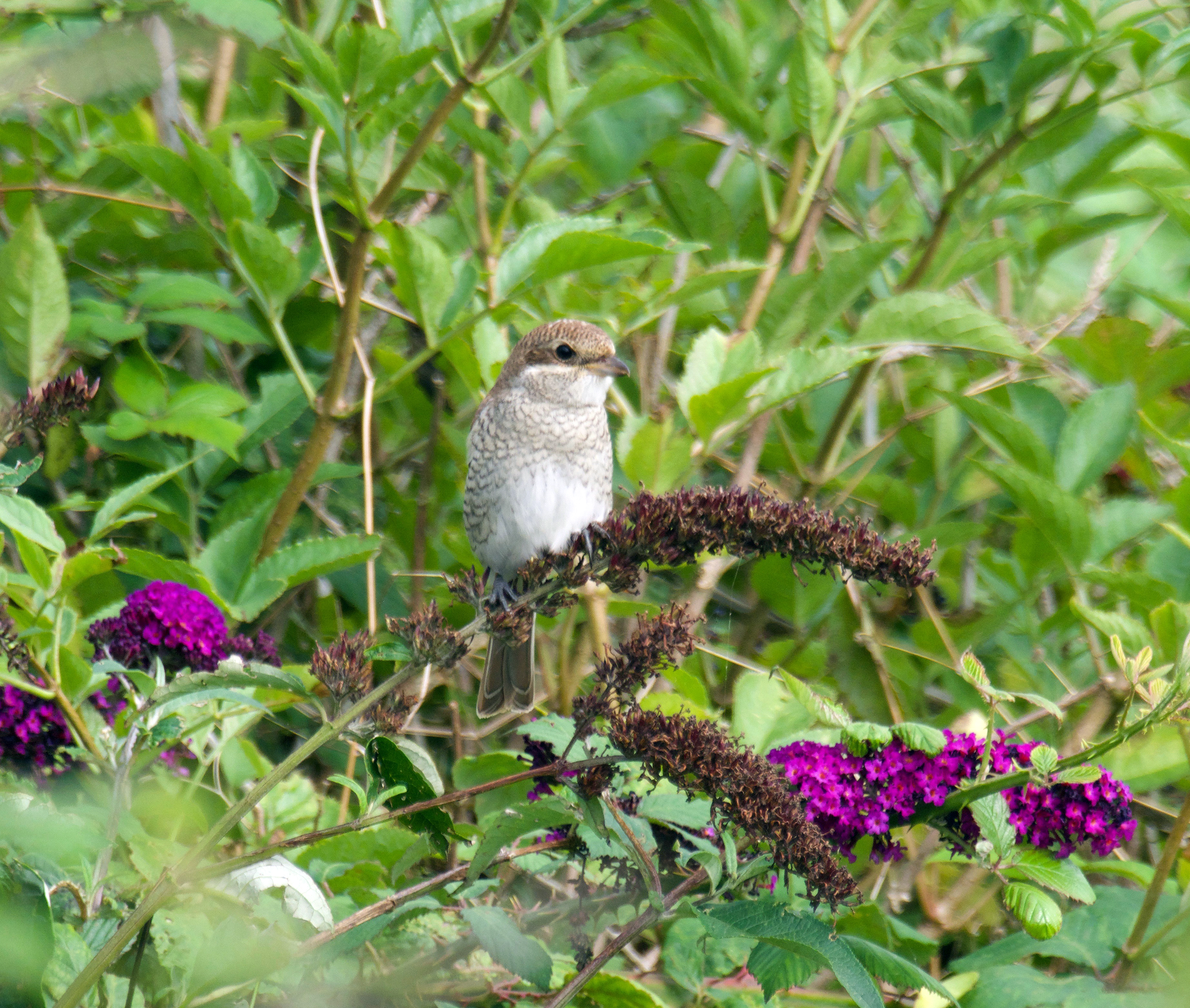 Red-backed Shrike - 24-08-2021