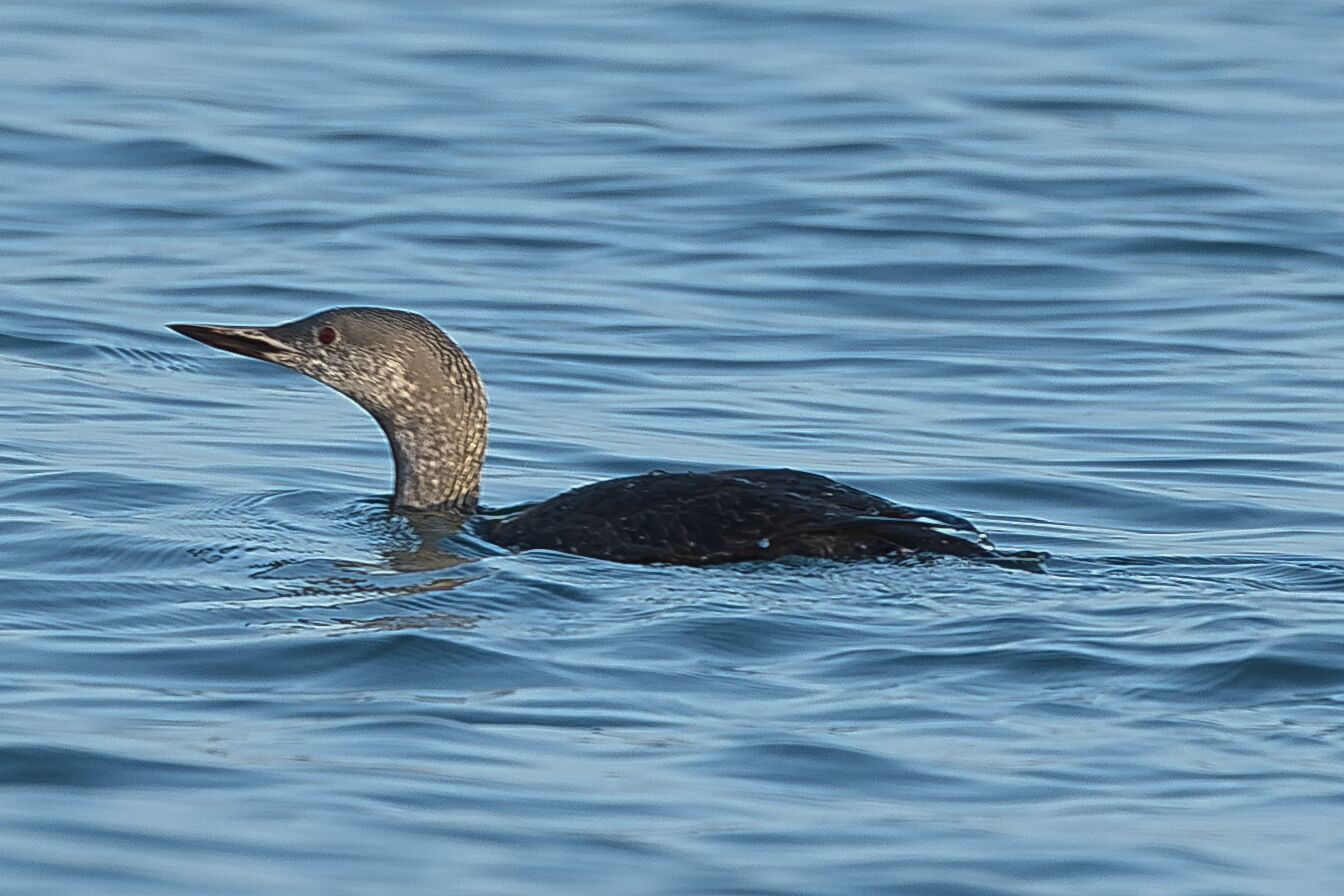 Red-throated Diver - 30-09-2023