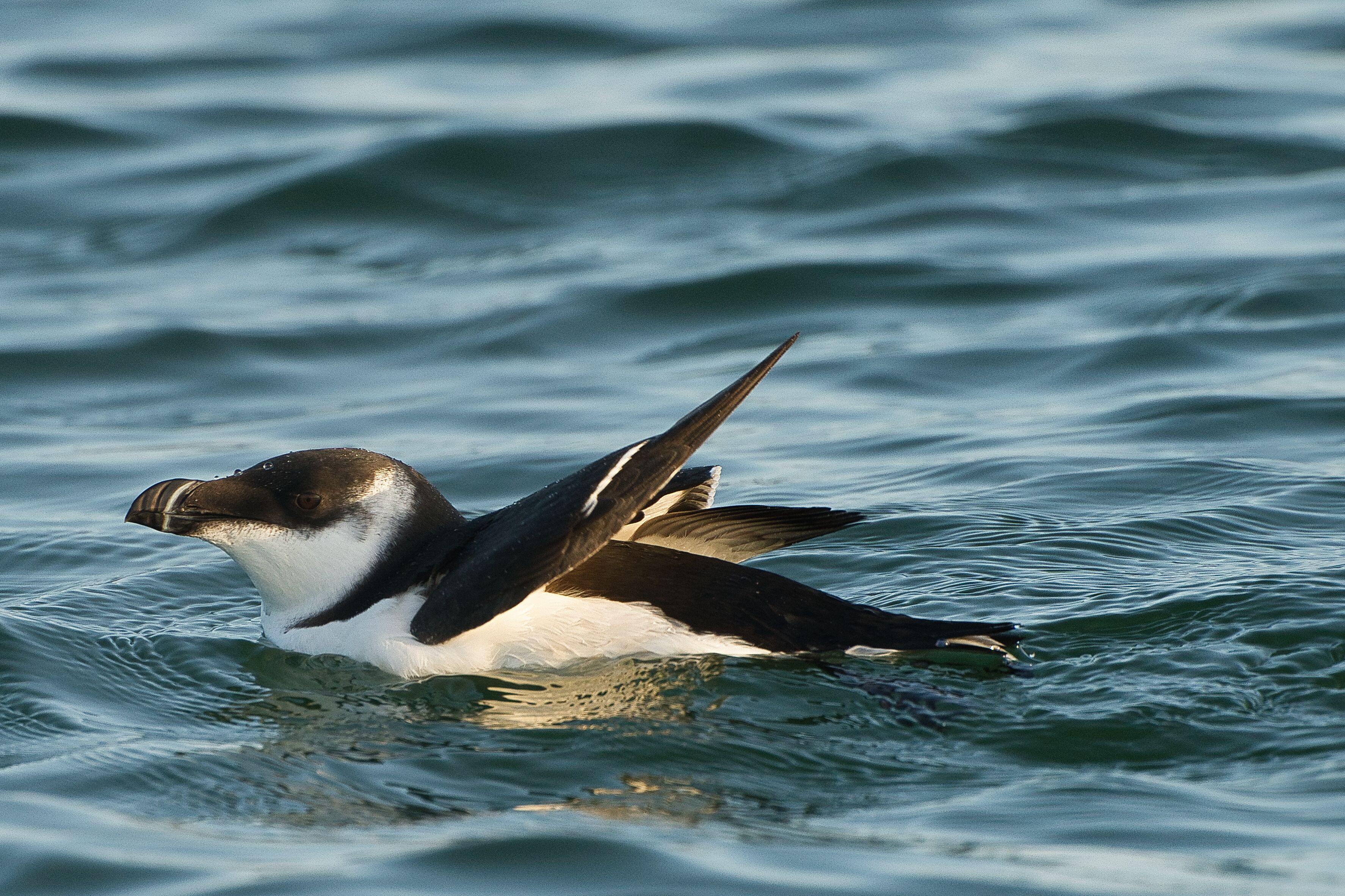 Razorbill - 30-09-2023