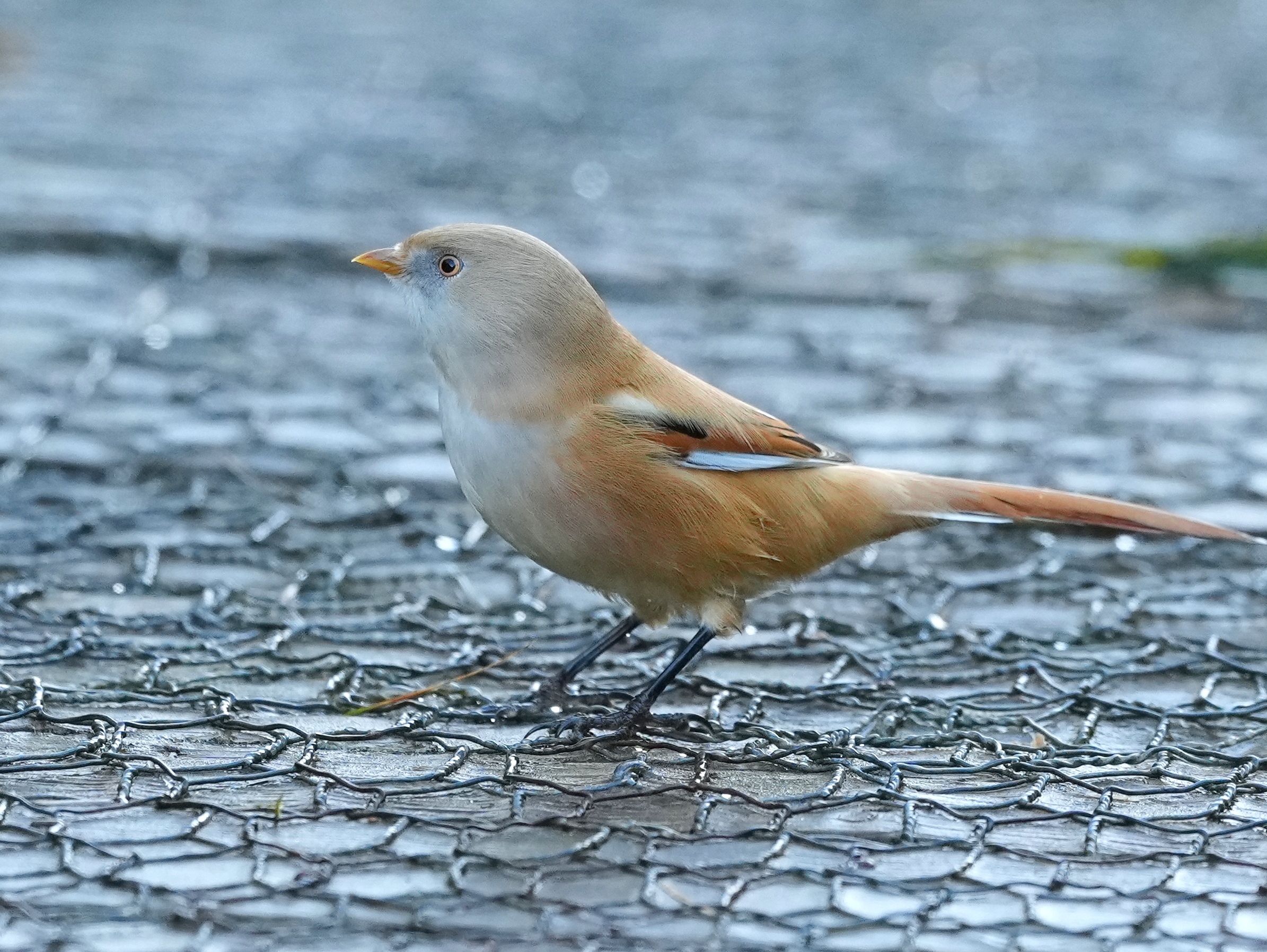 Bearded Tit - 28-10-2023