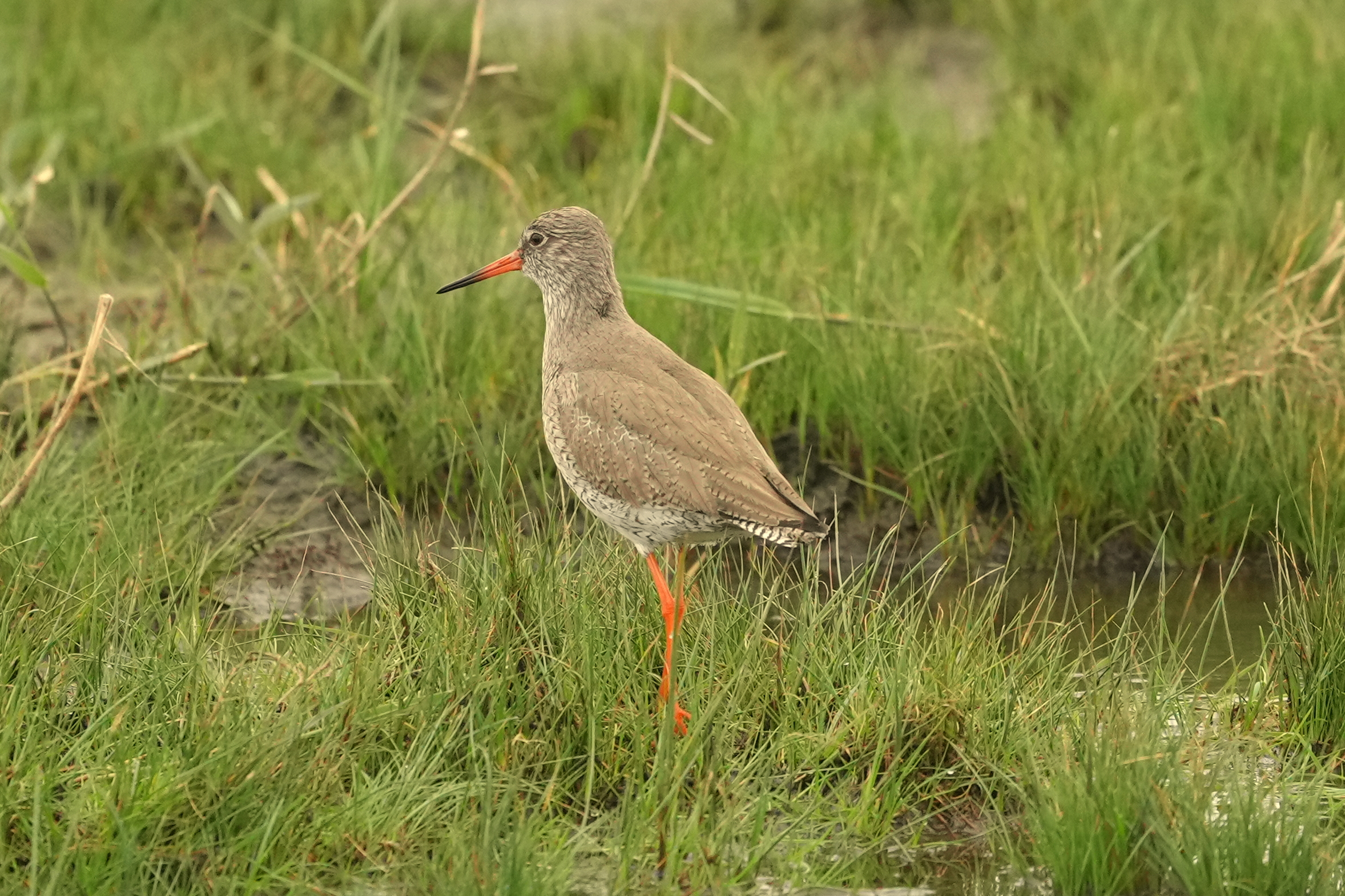 Redshank - 13-05-2023