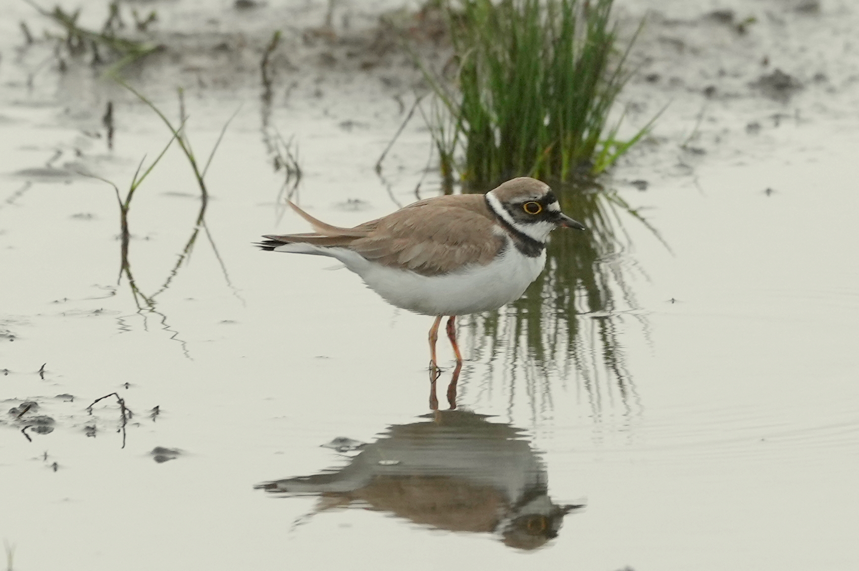 Little Ringed Plover - 13-05-2023