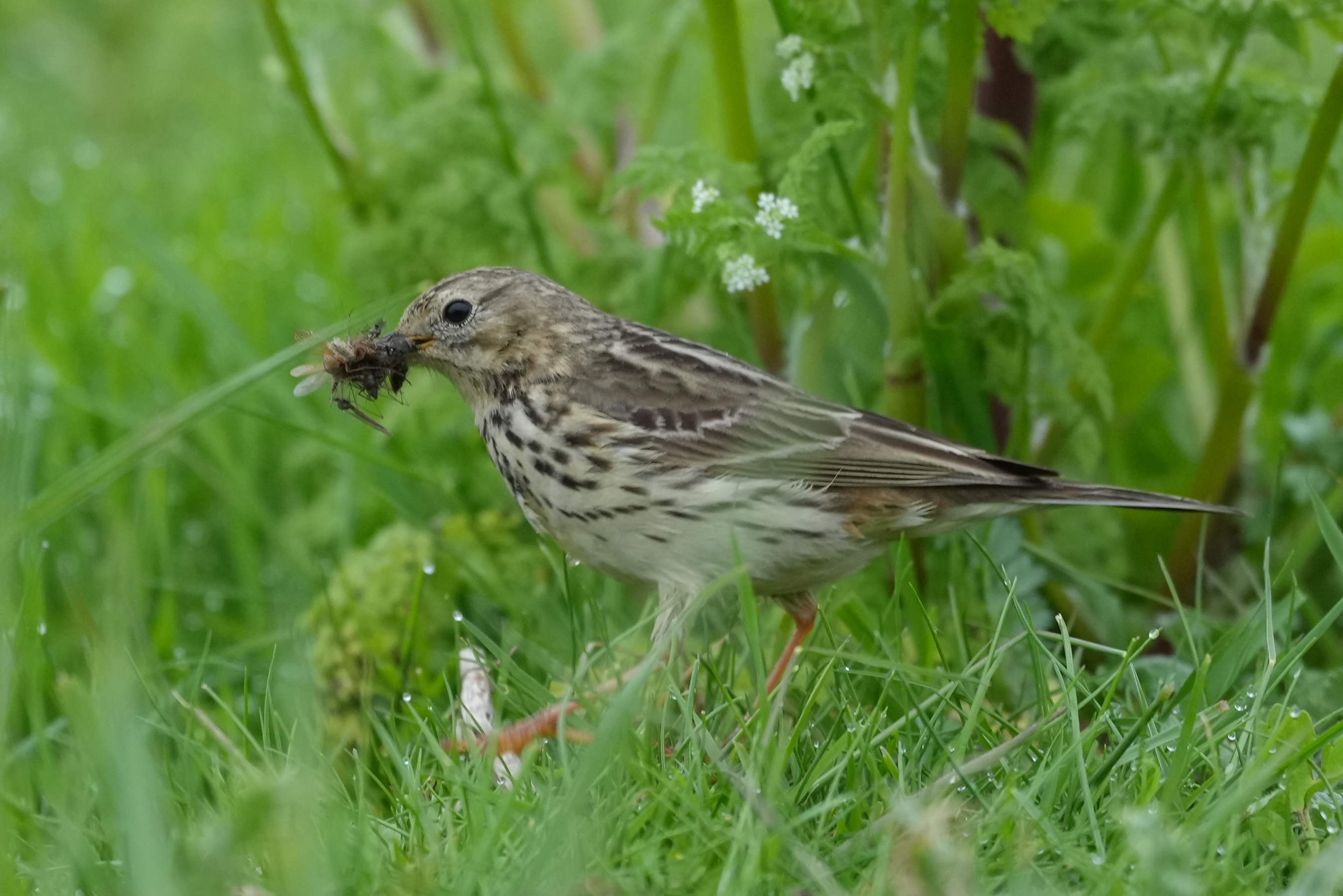 Meadow Pipit - 13-05-2023