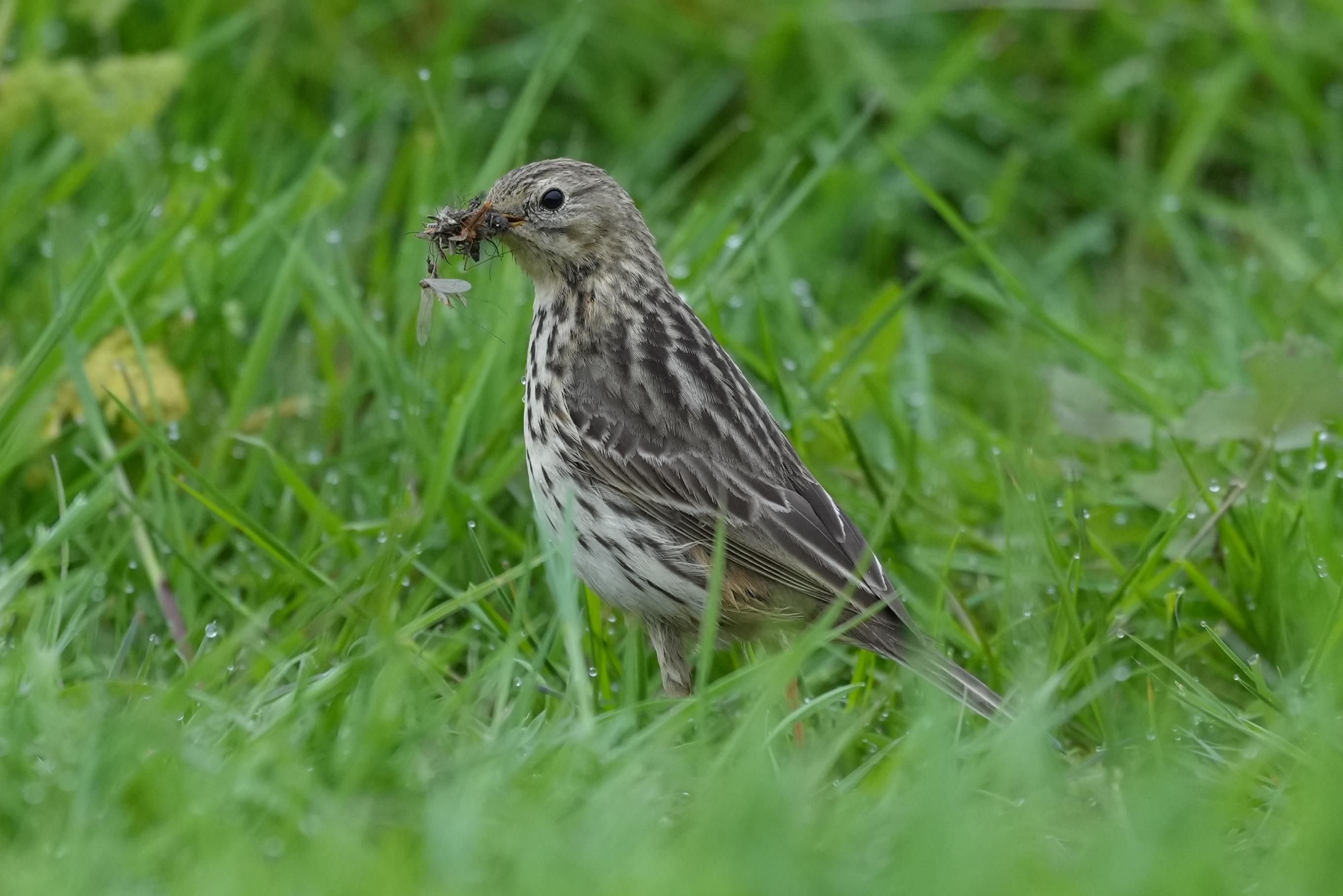 Meadow Pipit - 13-05-2023