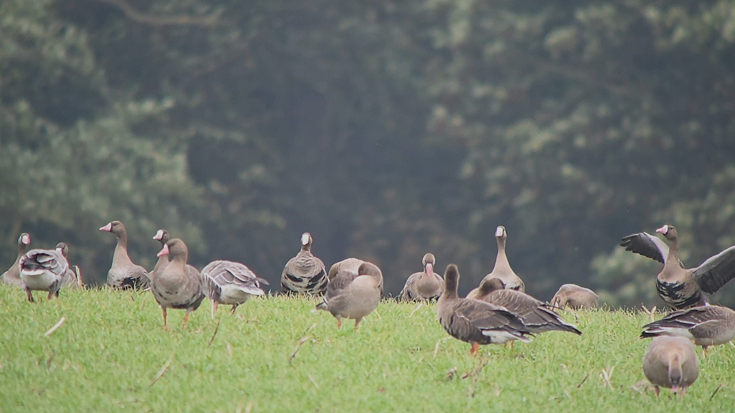 White-fronted Goose (Eurasian) - 20-10-2026