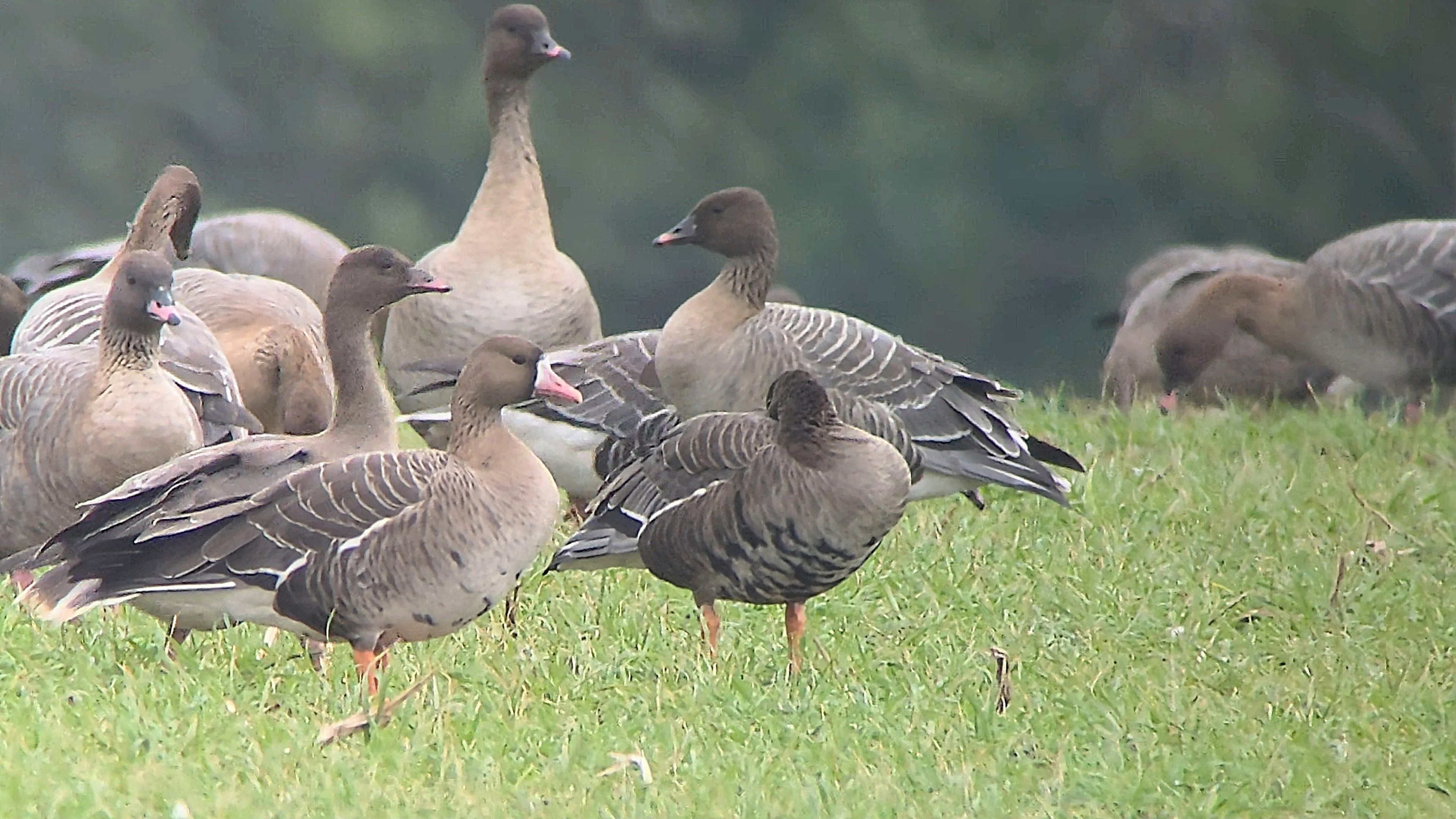 White-fronted Goose (Eurasian) - 20-10-2026