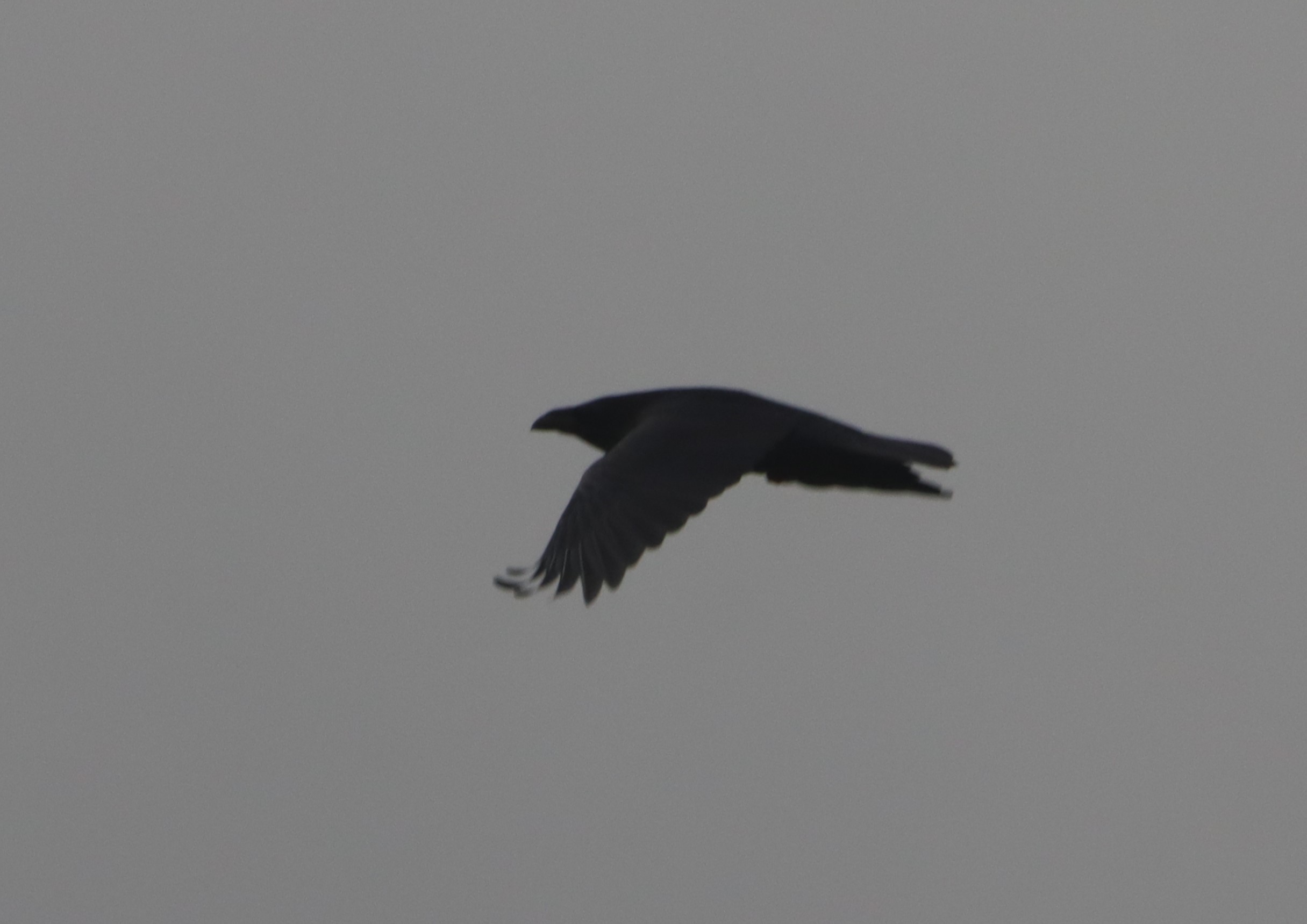 Raven - 27-11-2025