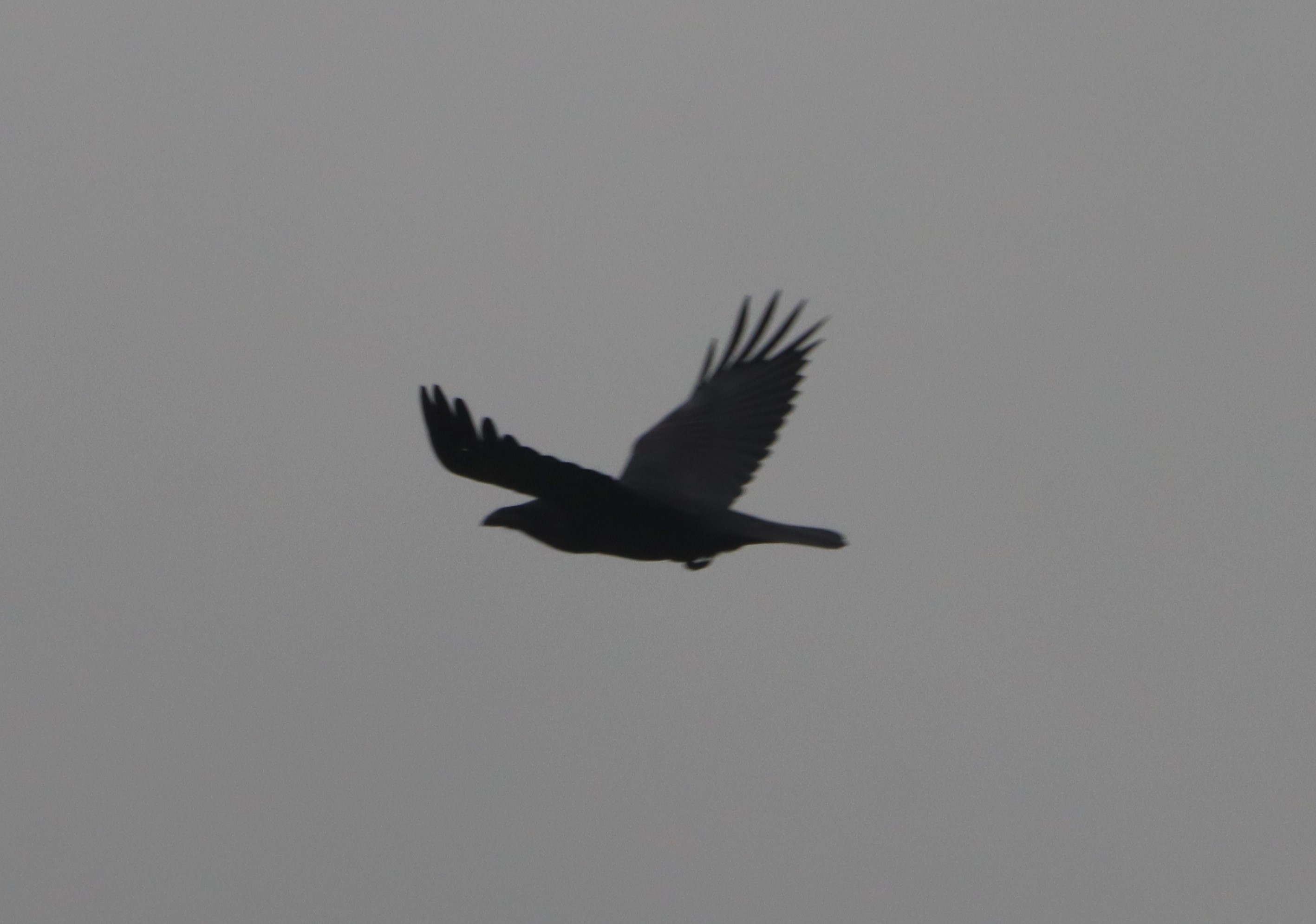 Raven - 27-11-2025