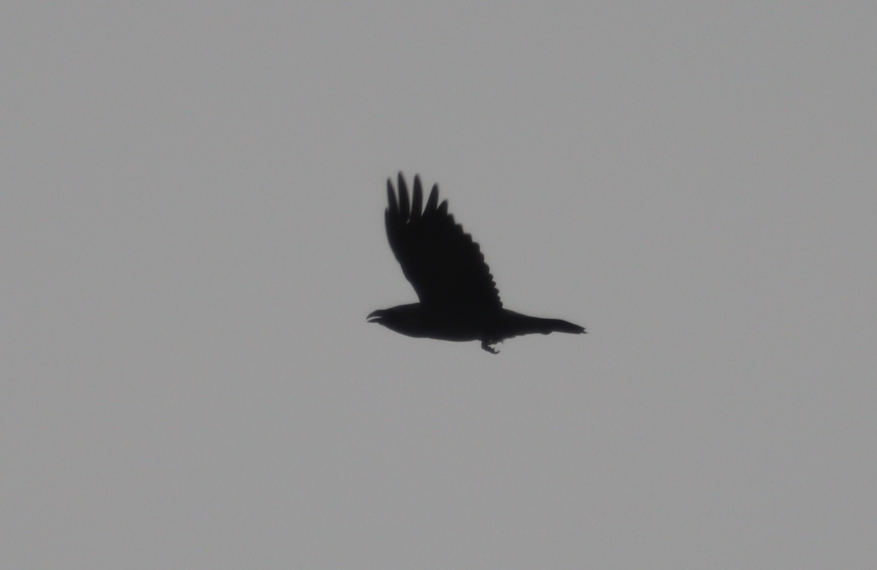 Raven - 28-09-2023