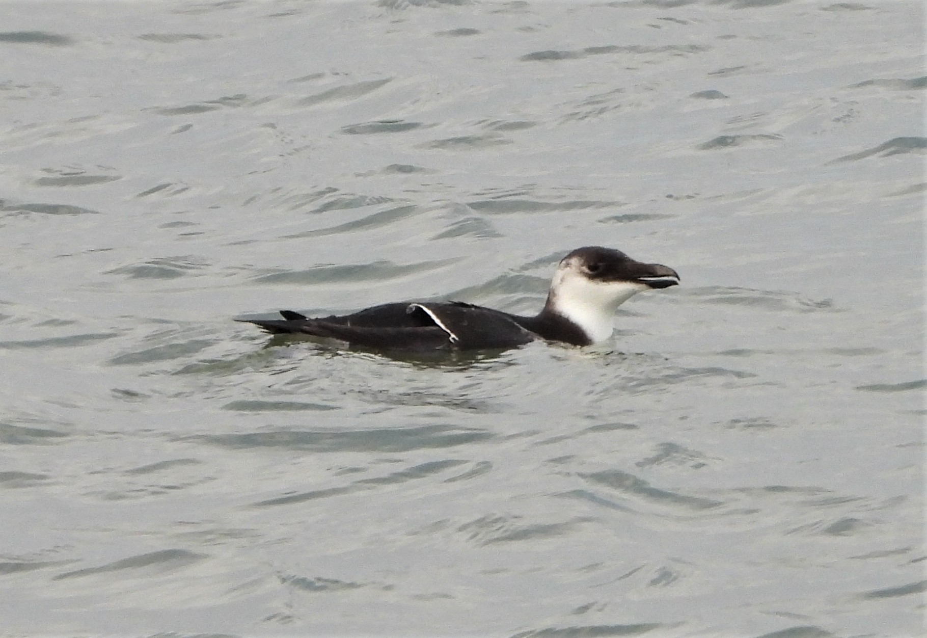 Razorbill - 09-11-2021