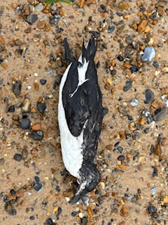Razorbill - 18-08-2025