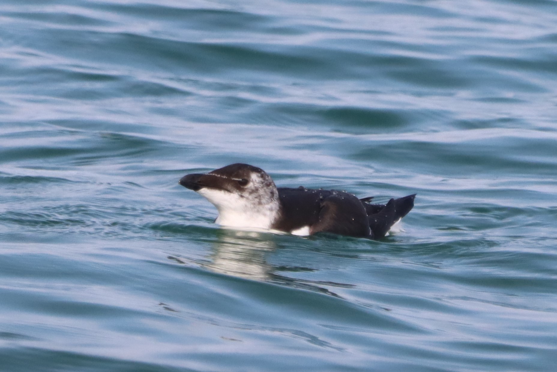 Razorbill - 24-08-2023