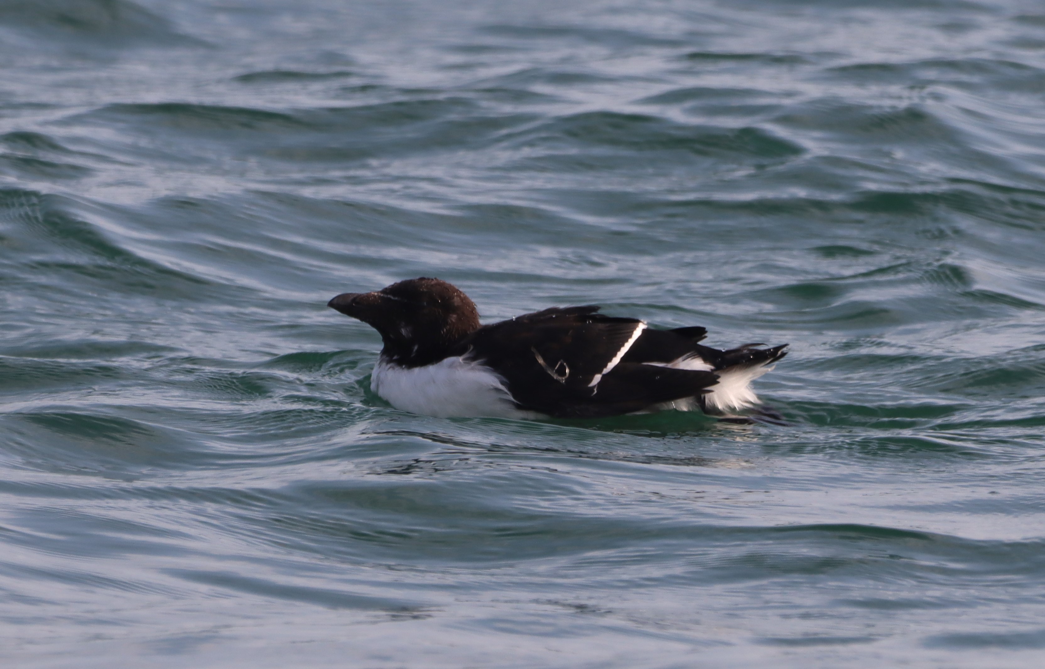 Razorbill - 12-08-2025
