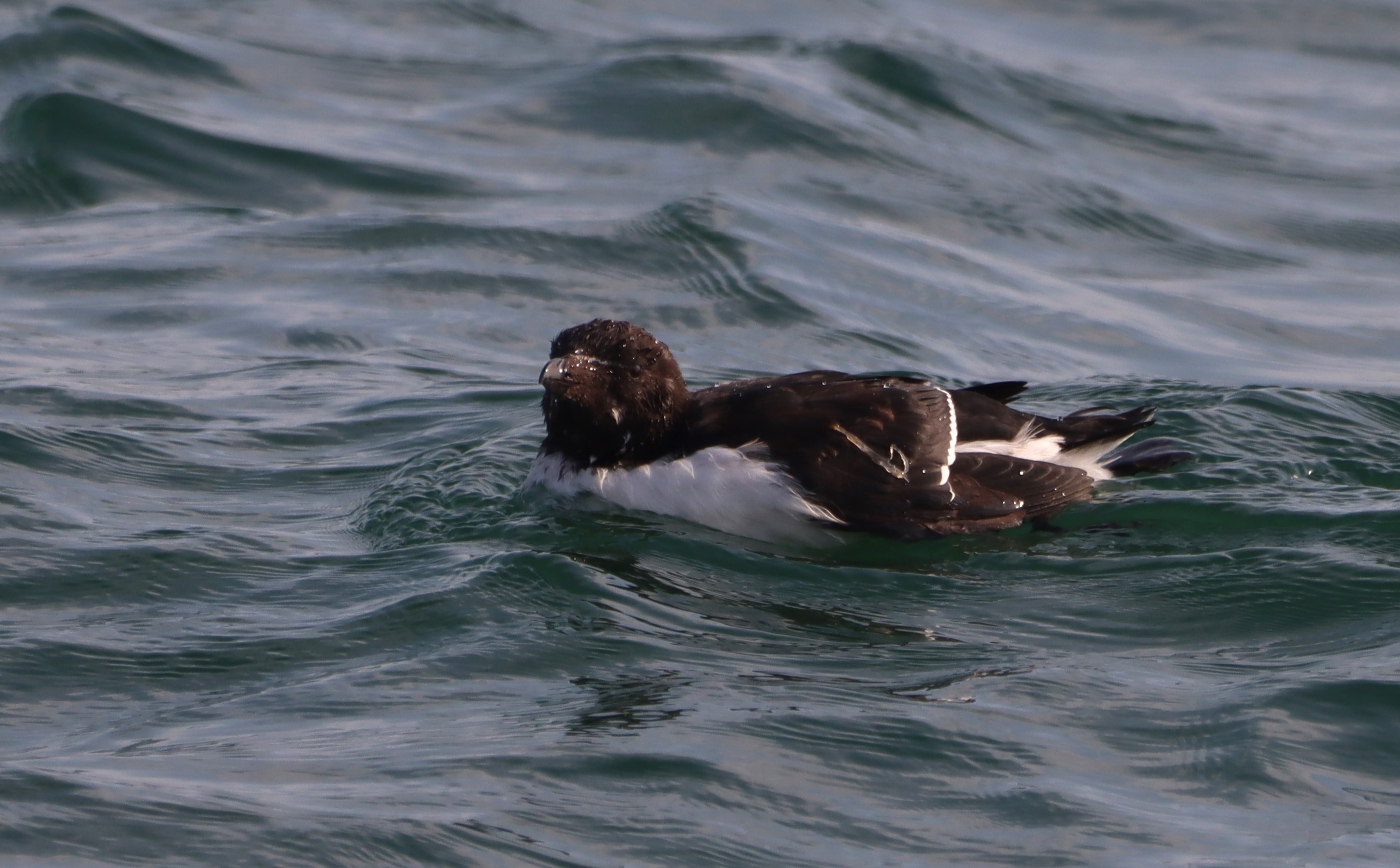 Razorbill - 12-08-2025