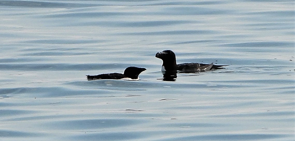 Razorbill - 21-07-2021