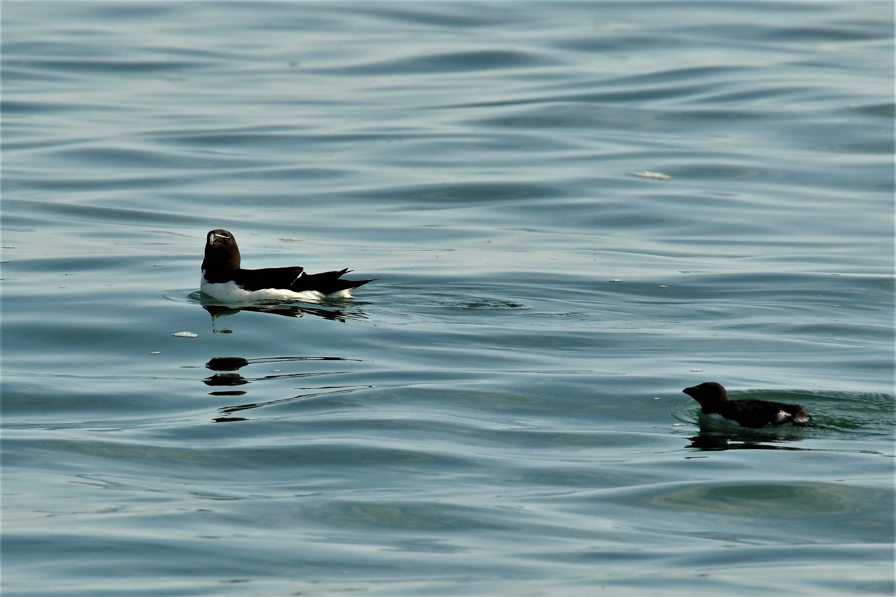 Razorbill - 26-07-2021